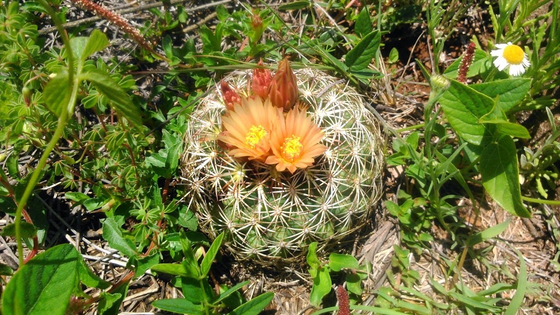 Coryphantha compacta leaf identification view