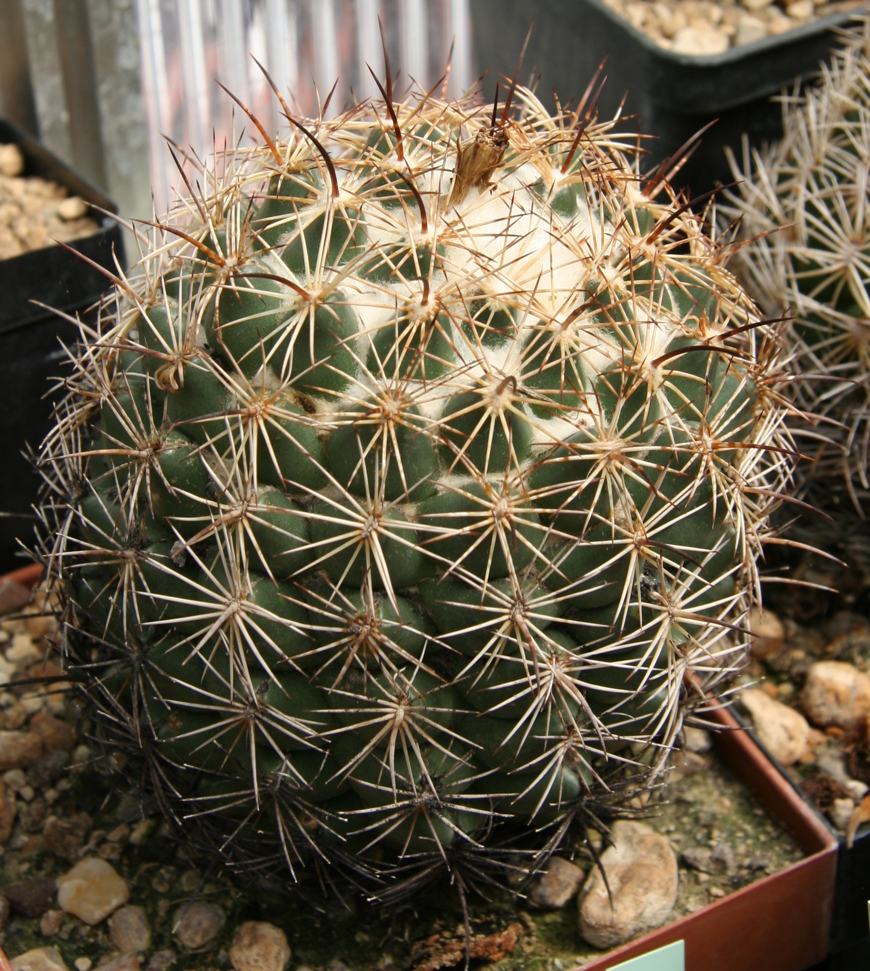 Coryphantha compacta plant identification view