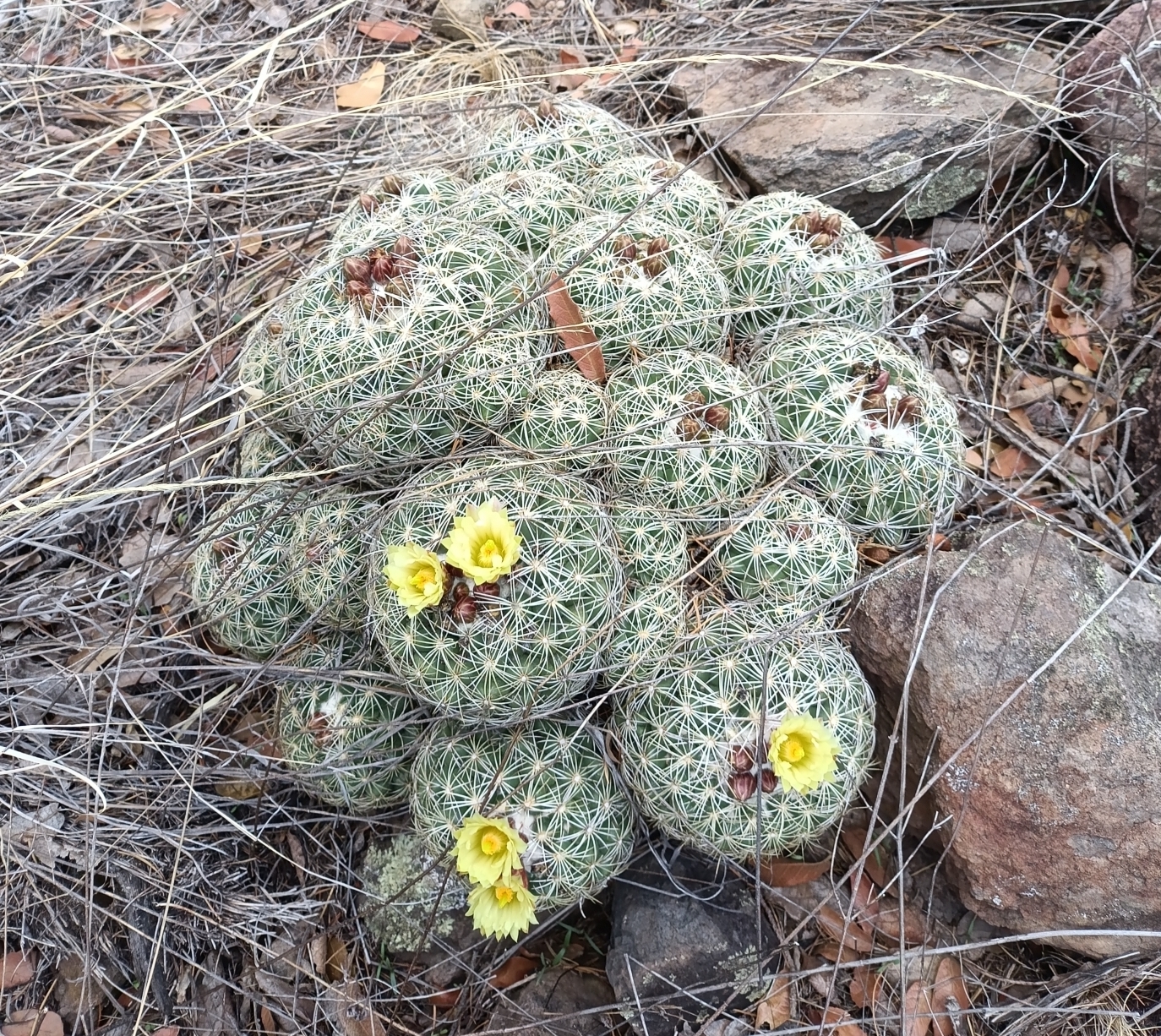 Coryphantha compacta stem identification view