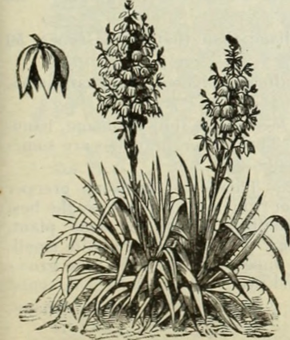 Cotton lavender fruit identification view