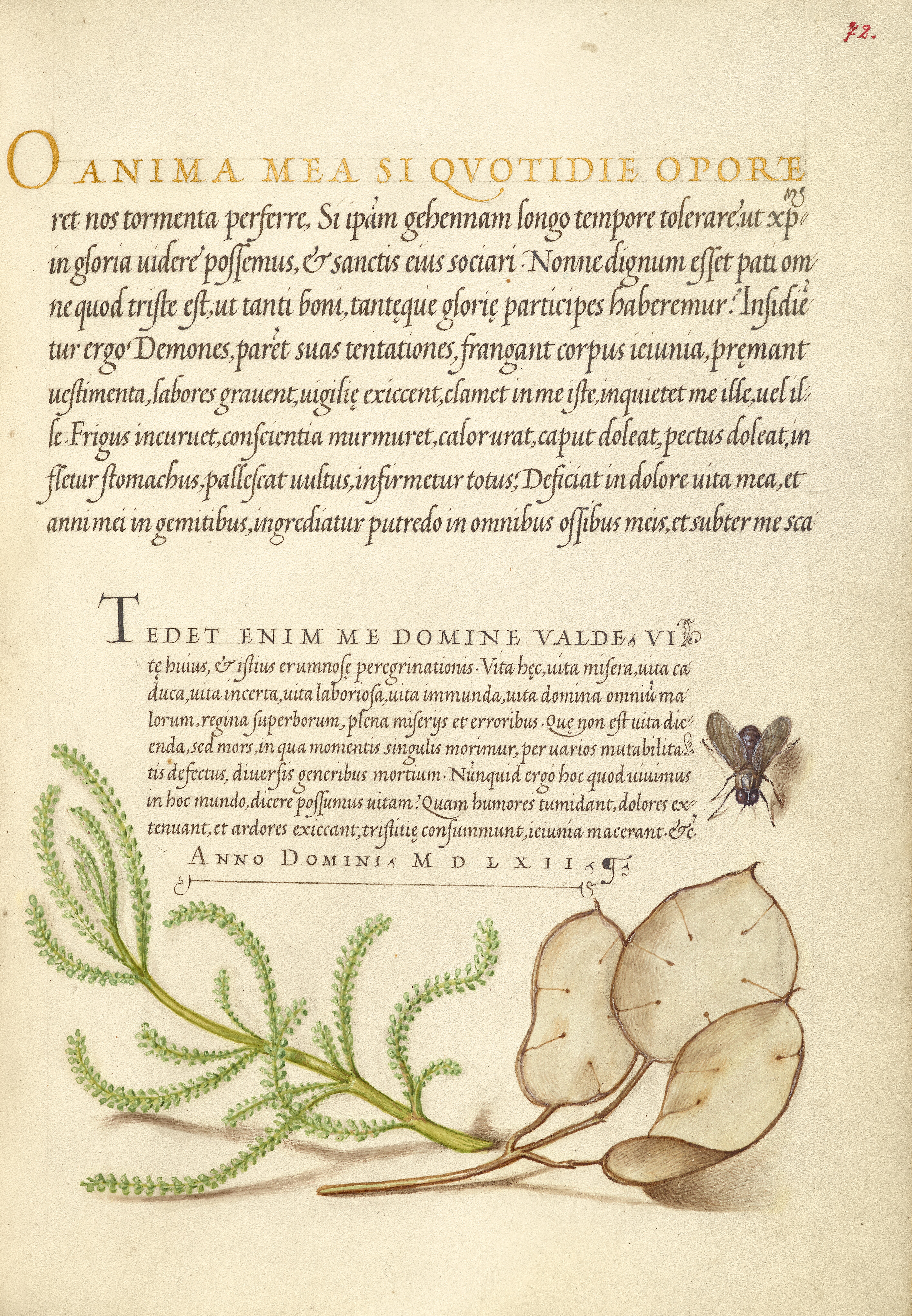 Cotton lavender leaf identification view