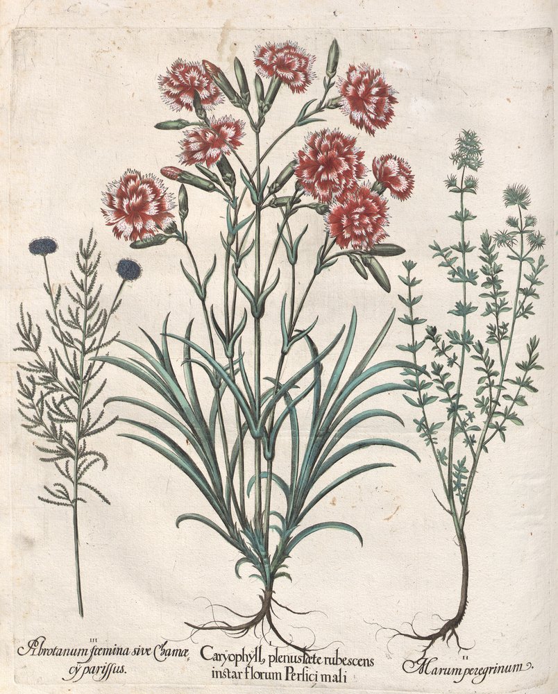 Cotton lavender stem identification view