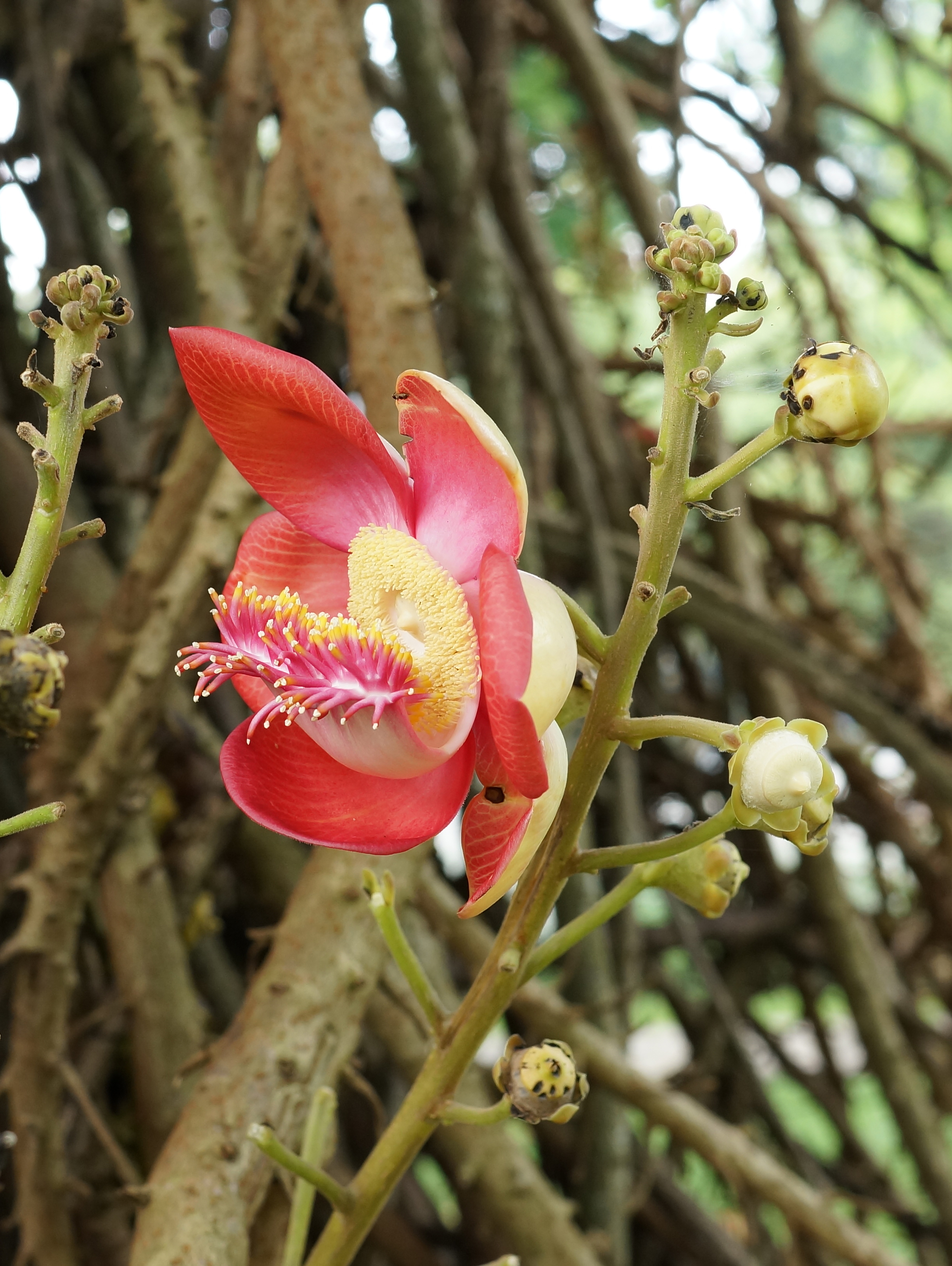 Couroupita guianensis flower identification view