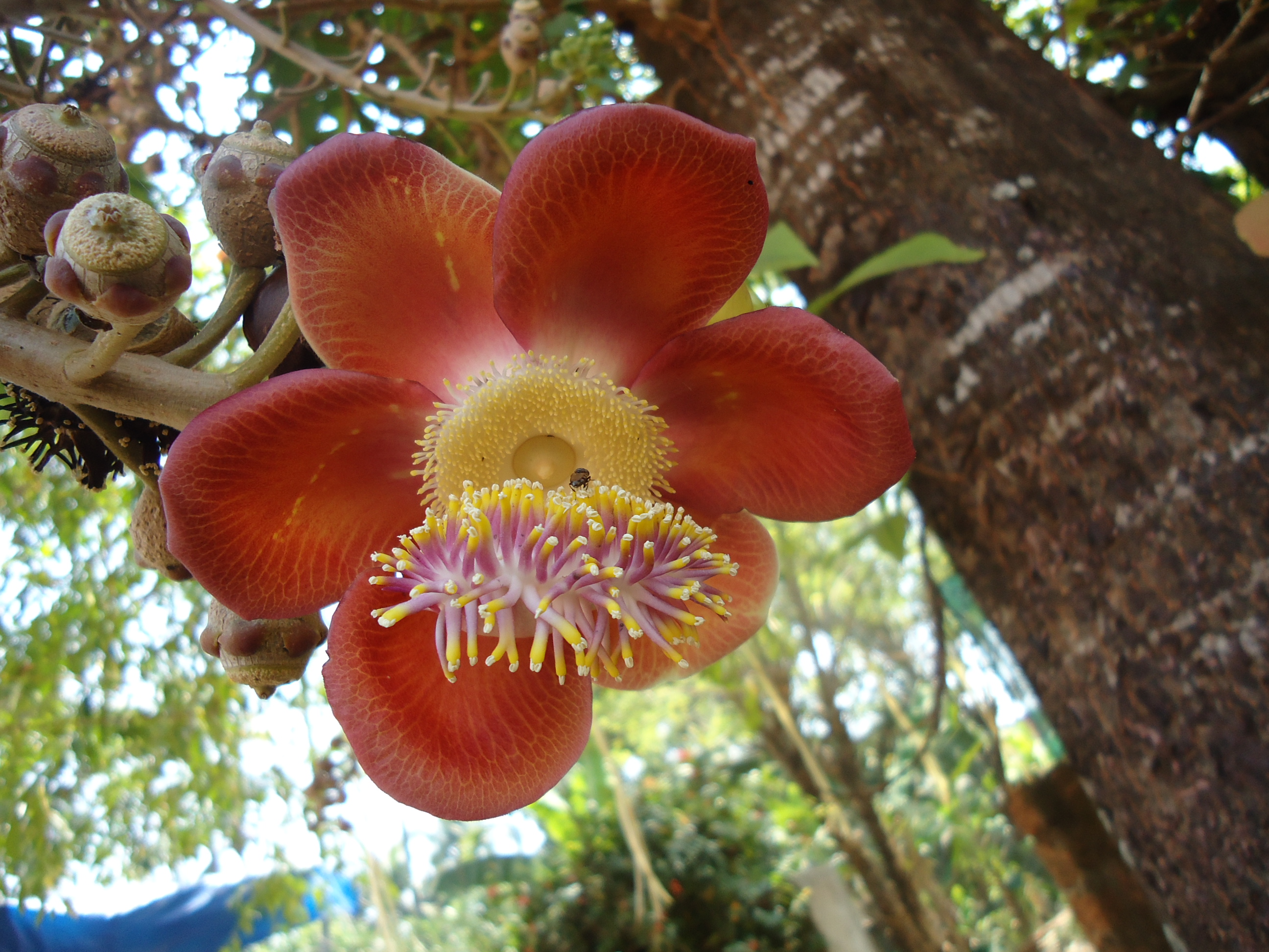 Couroupita guianensis leaf identification view