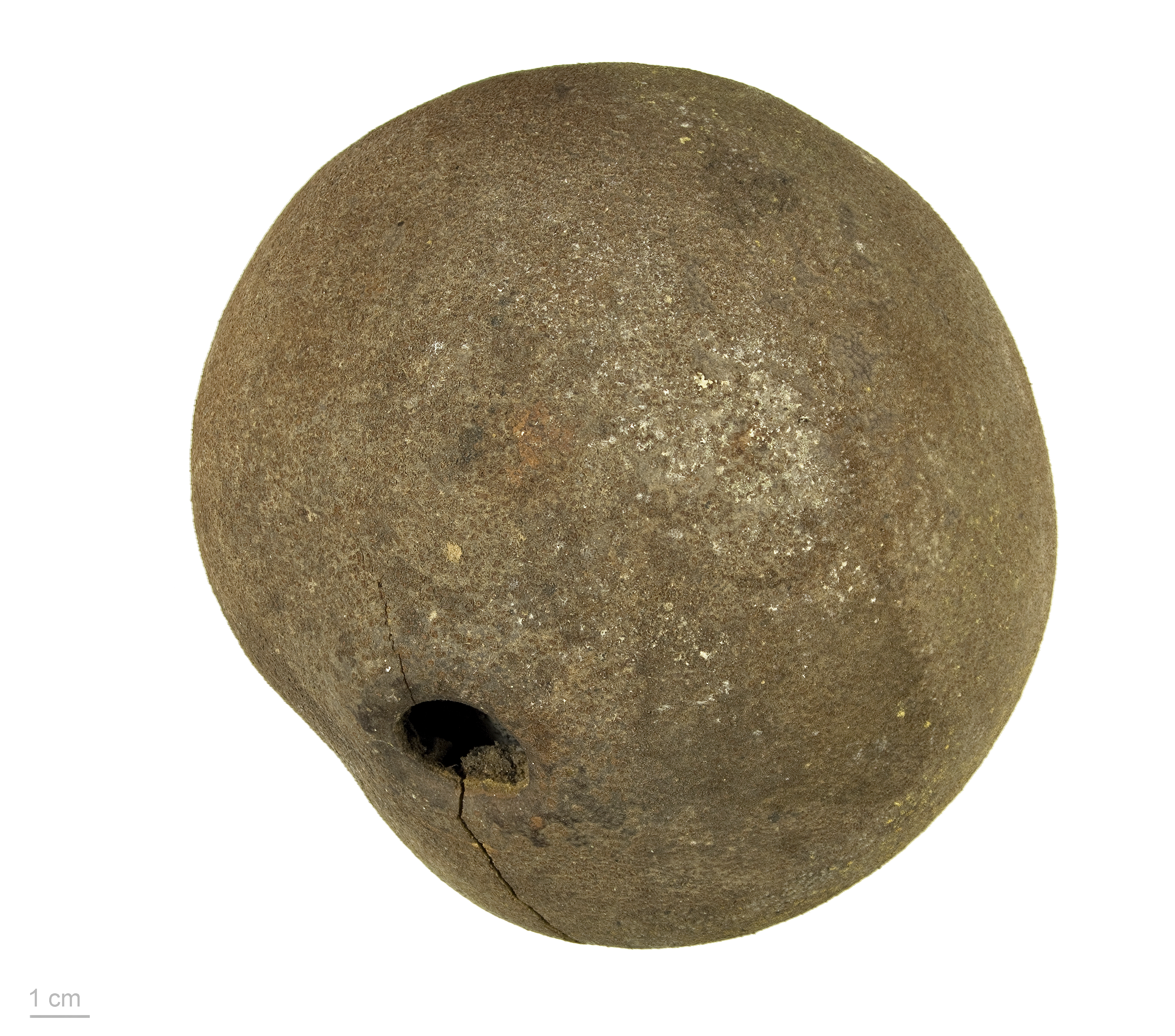 Couroupita guianensis plant identification view