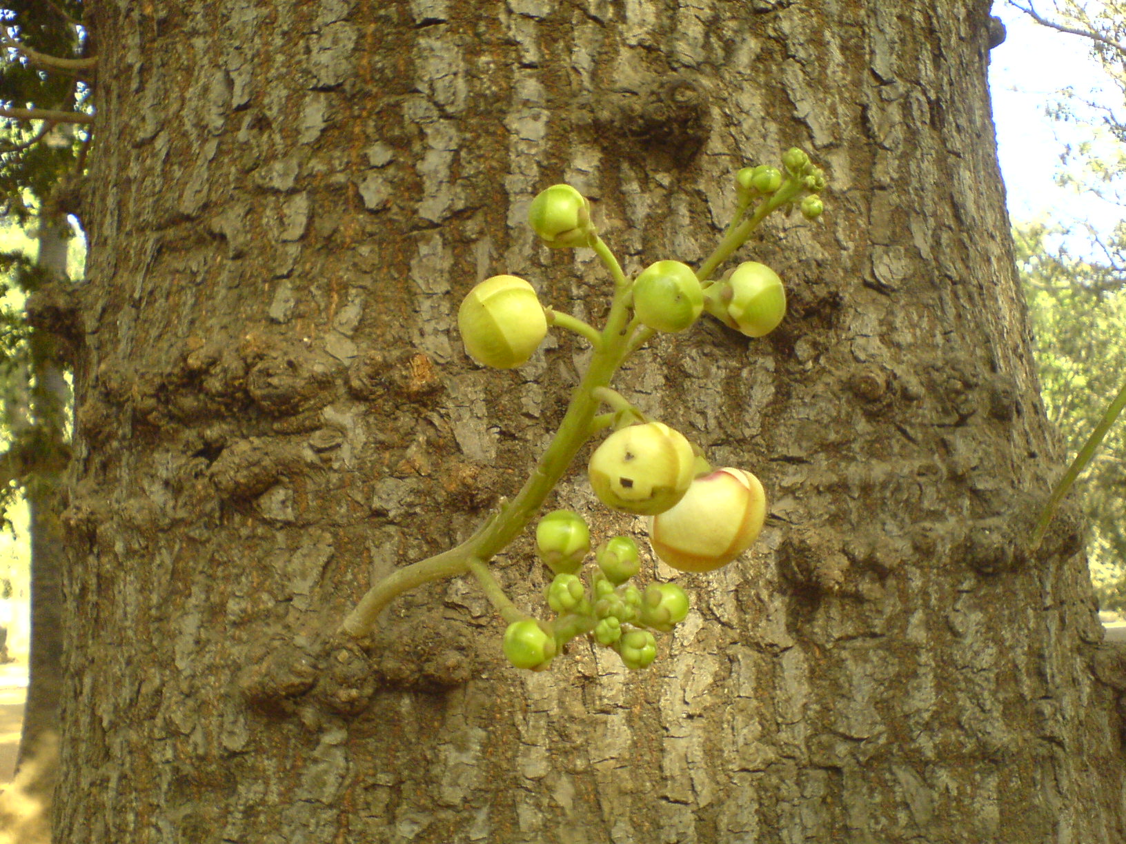 Couroupita guianensis stem identification view