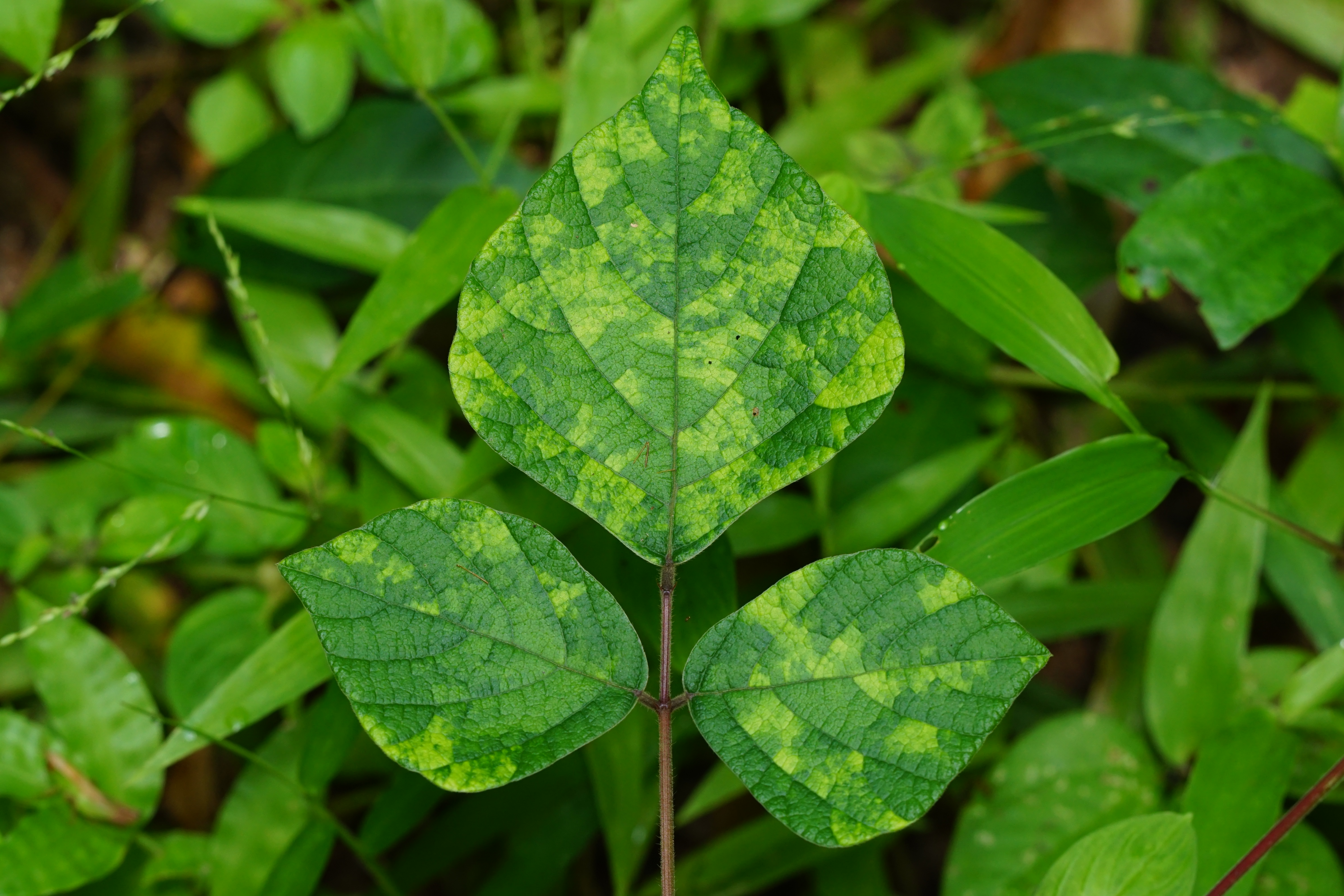 Purple Hull Pea leaf identification view