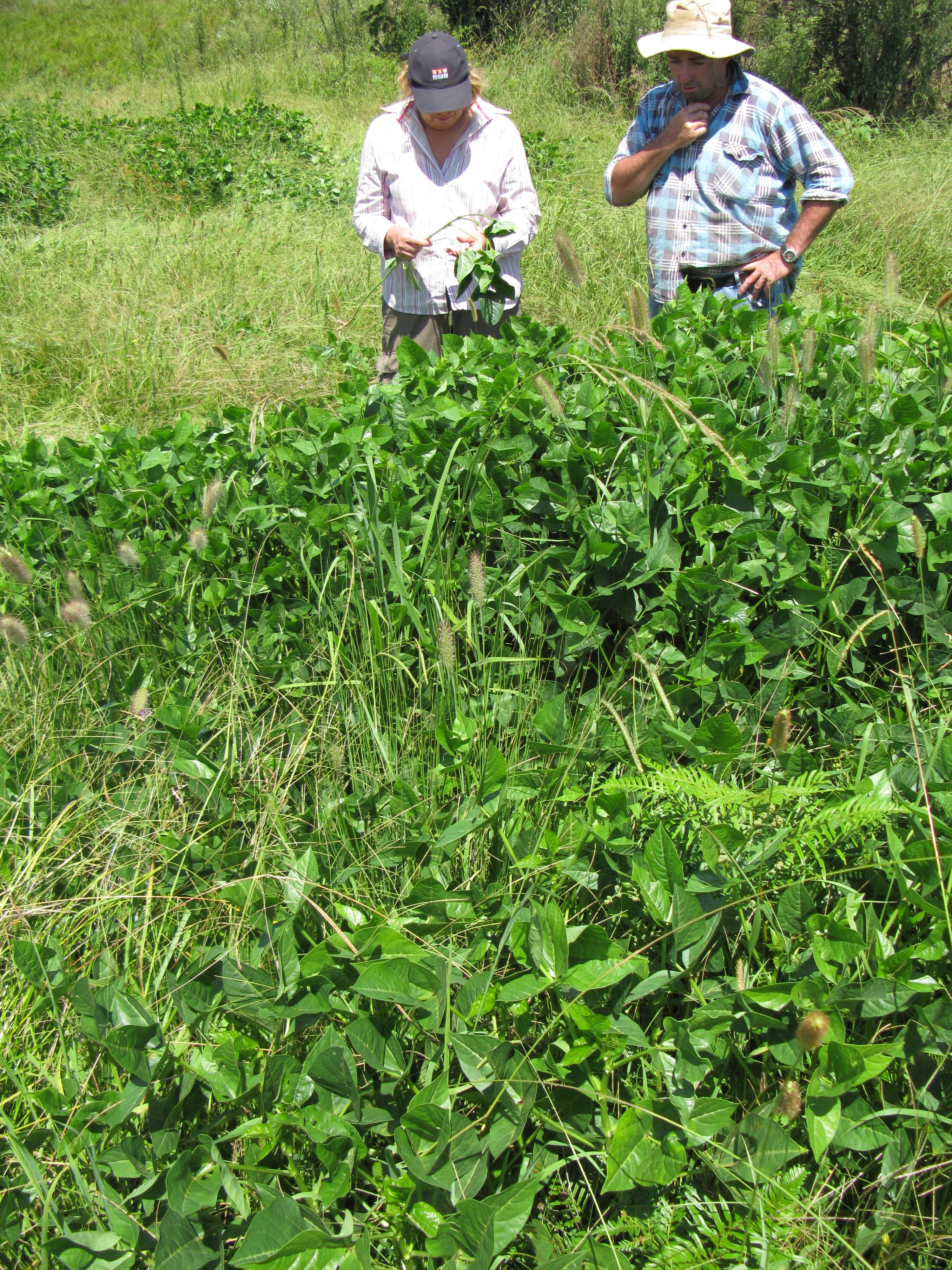 Purple Hull Pea stem identification view