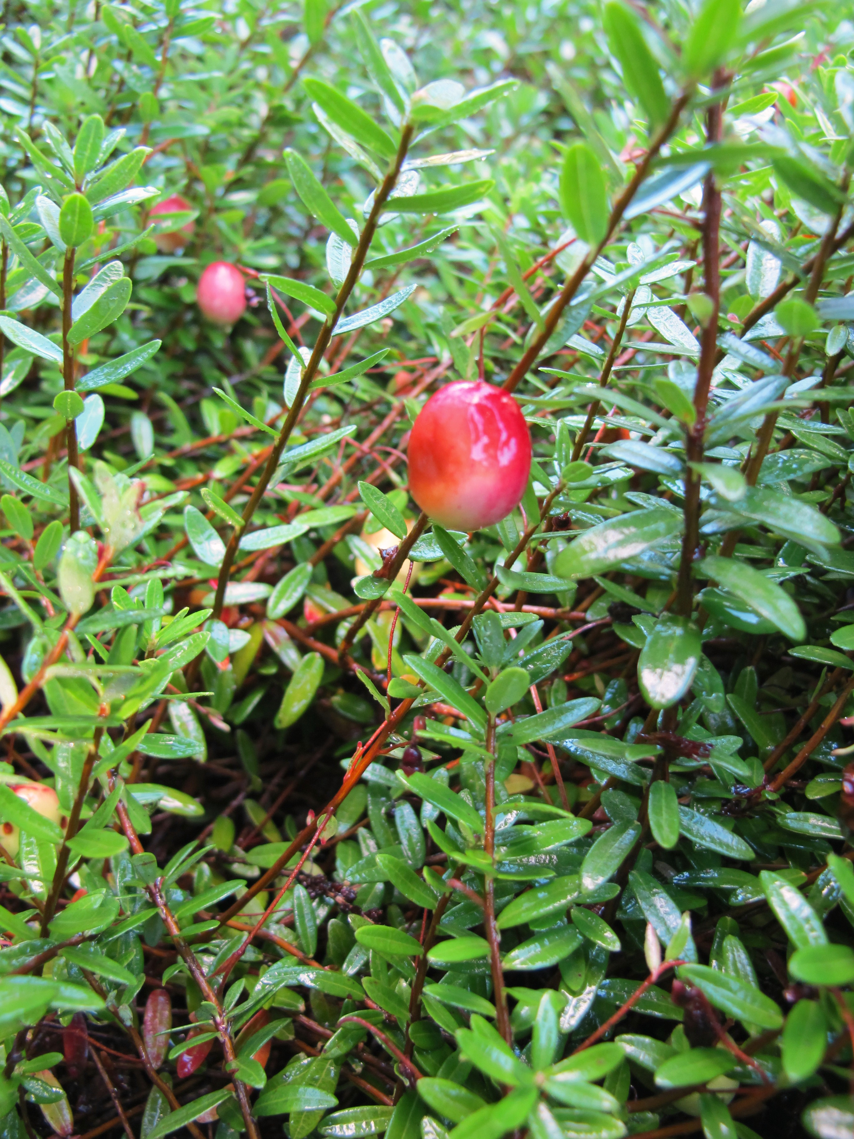 Cranberry fruit identification view
