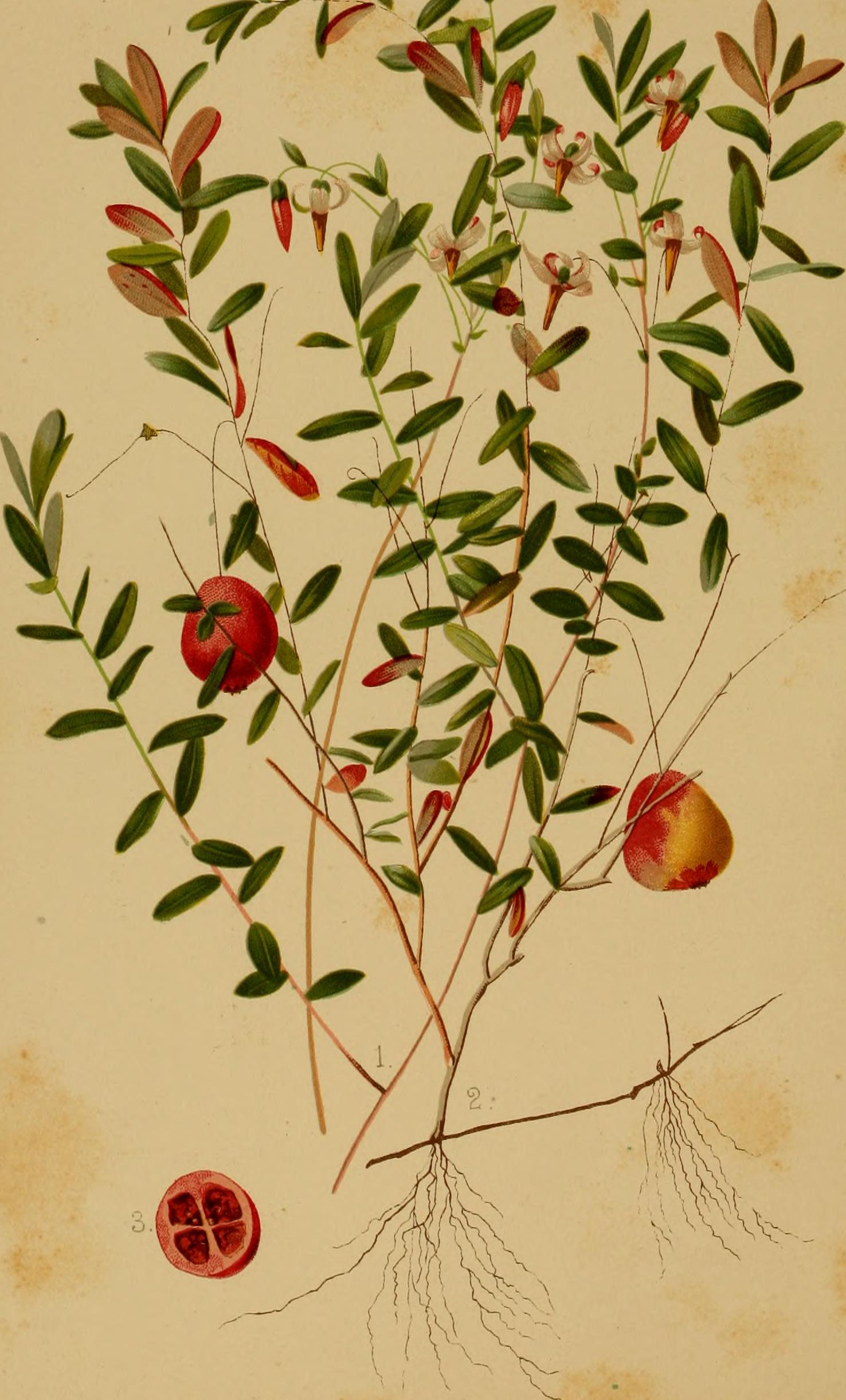 Cranberry leaf identification view