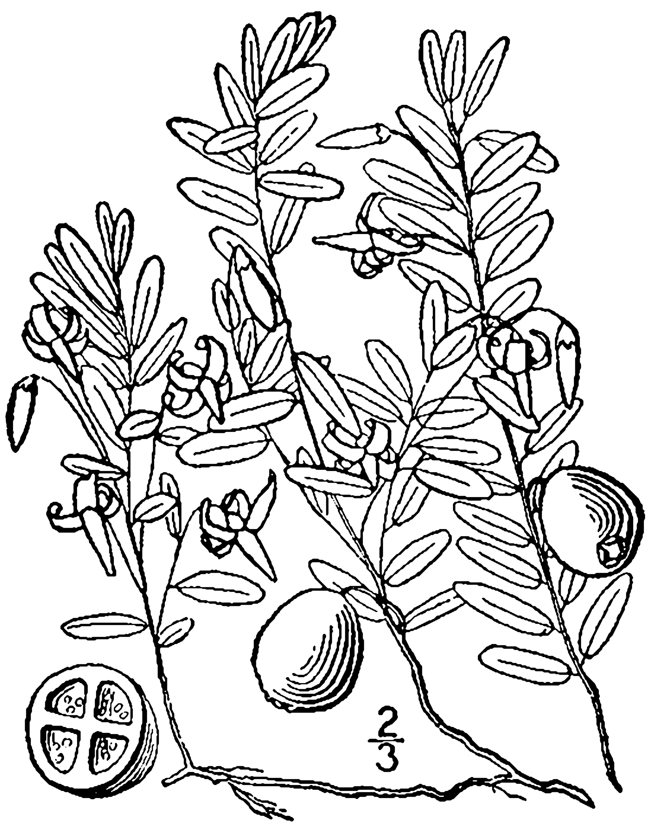 Cranberry plant identification view