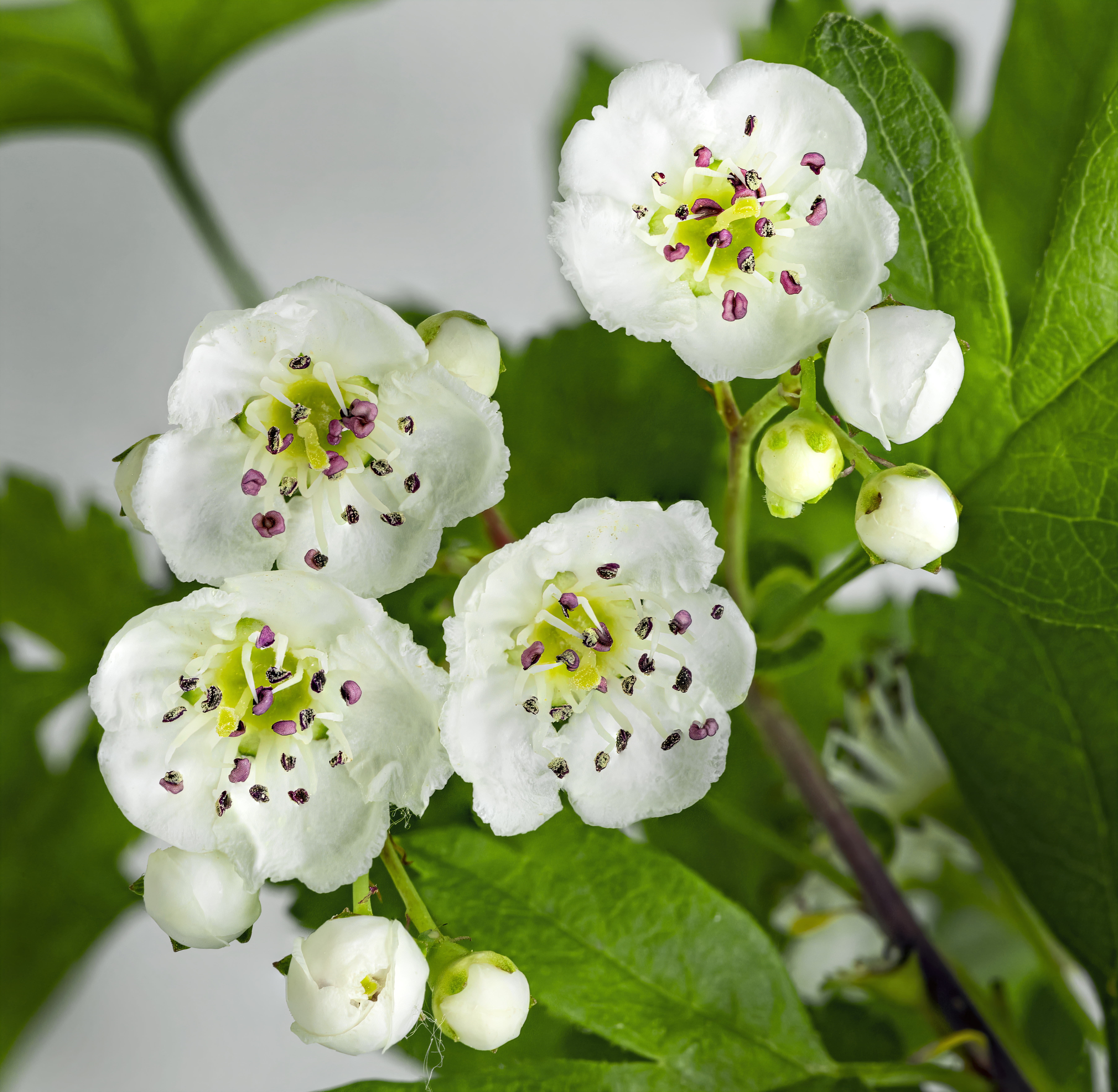 Crataegus flower identification view