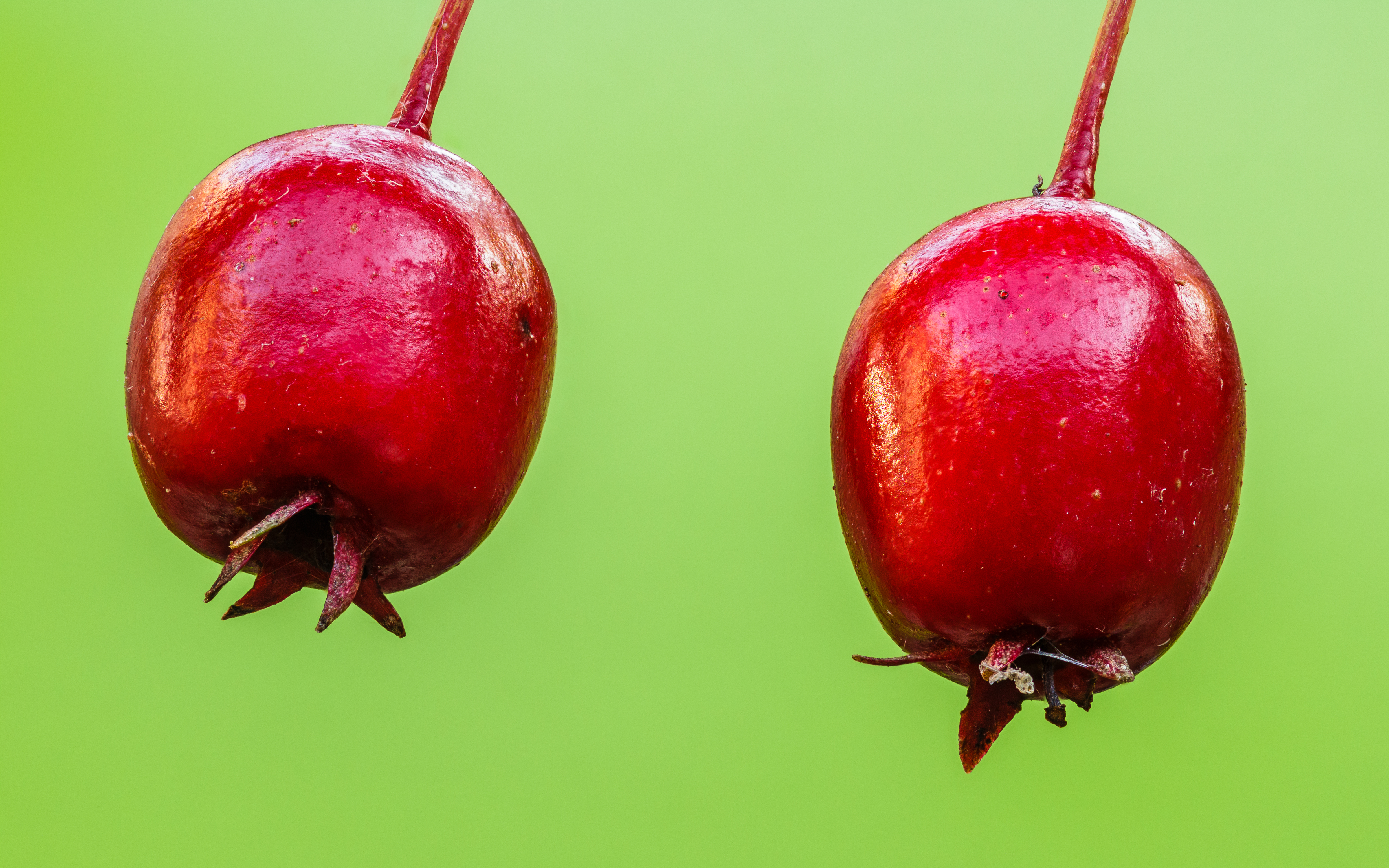 Crataegus fruit identification view