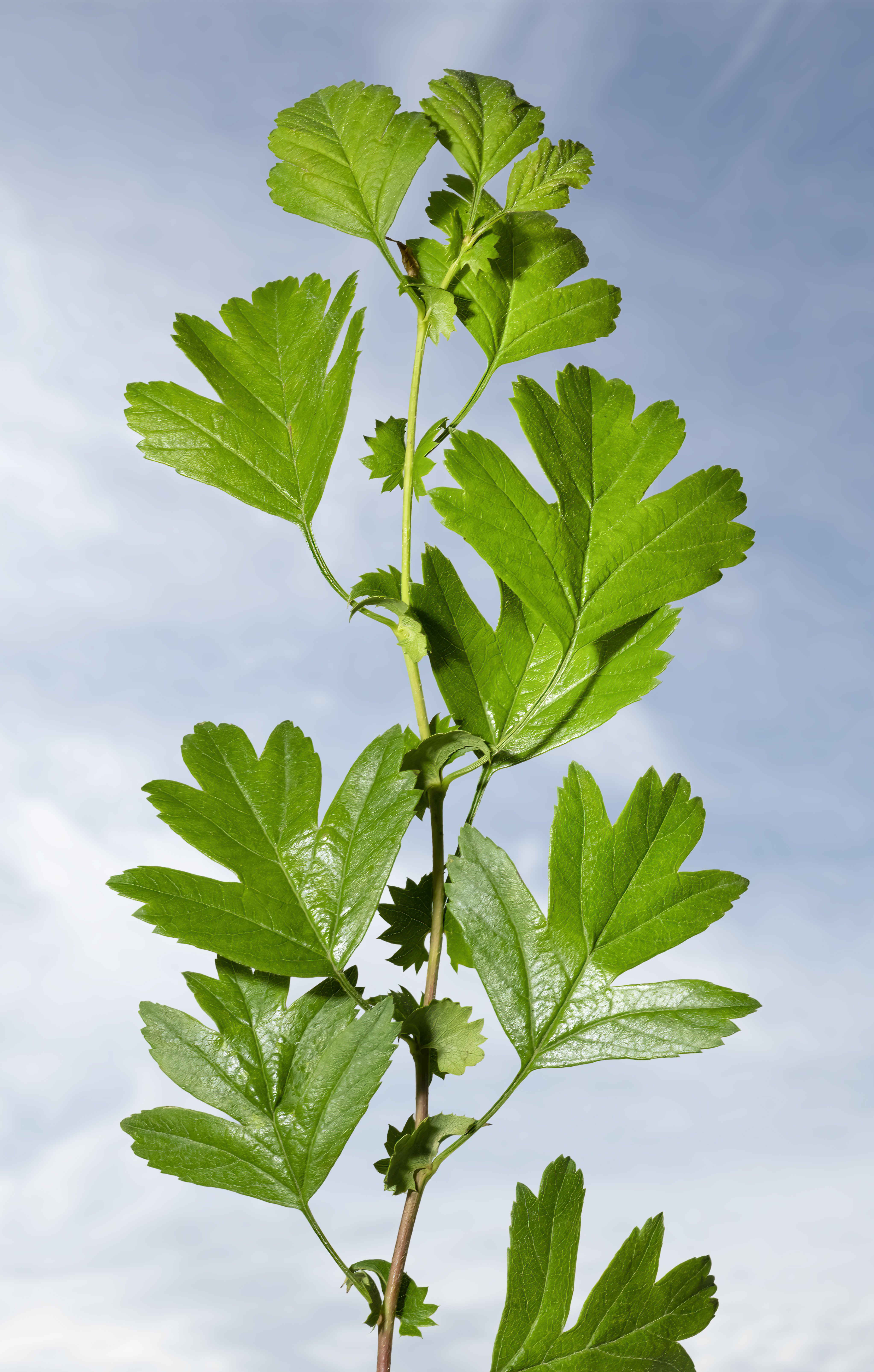 Crataegus leaf identification view