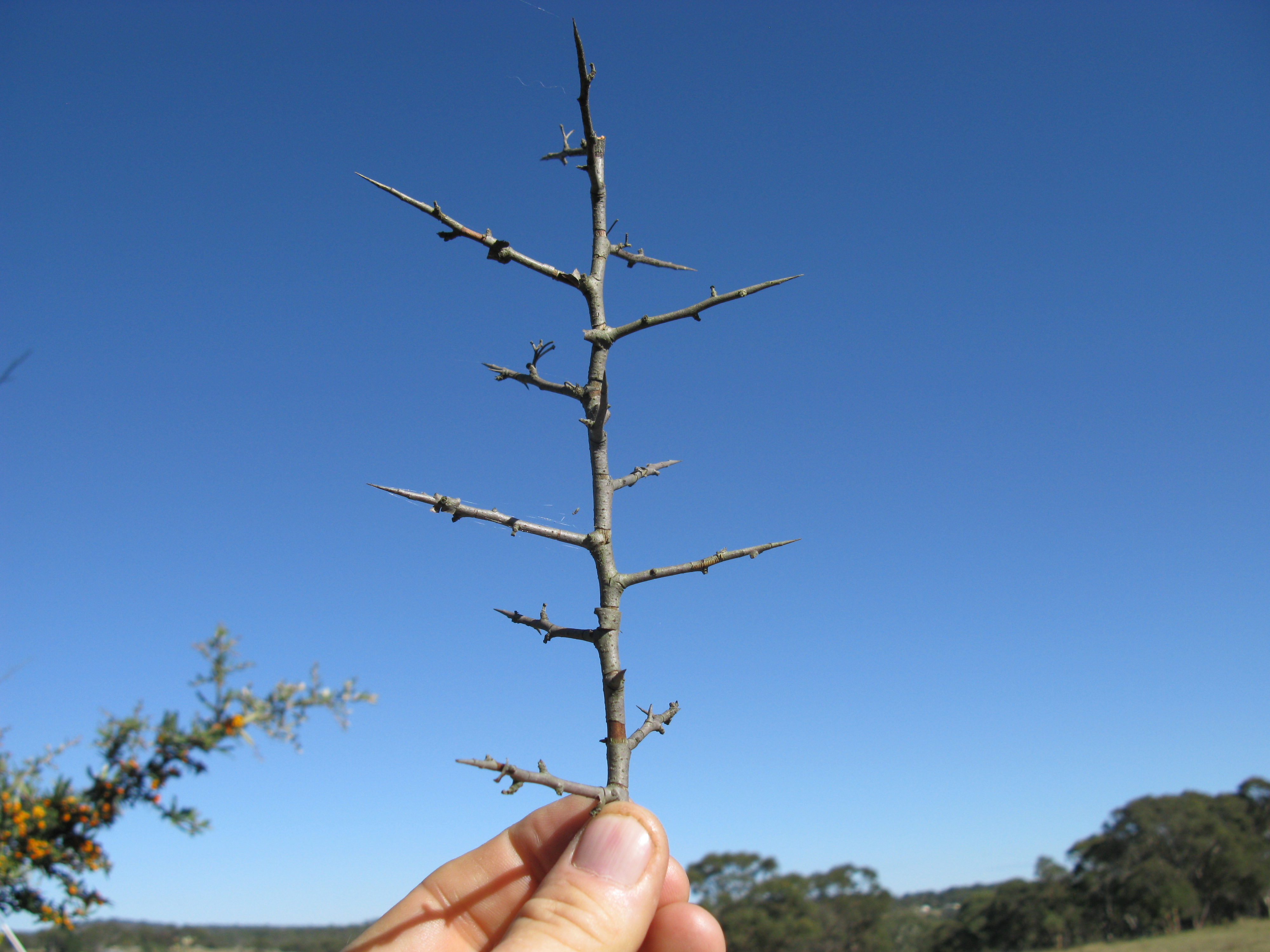 Crataegus stem identification view