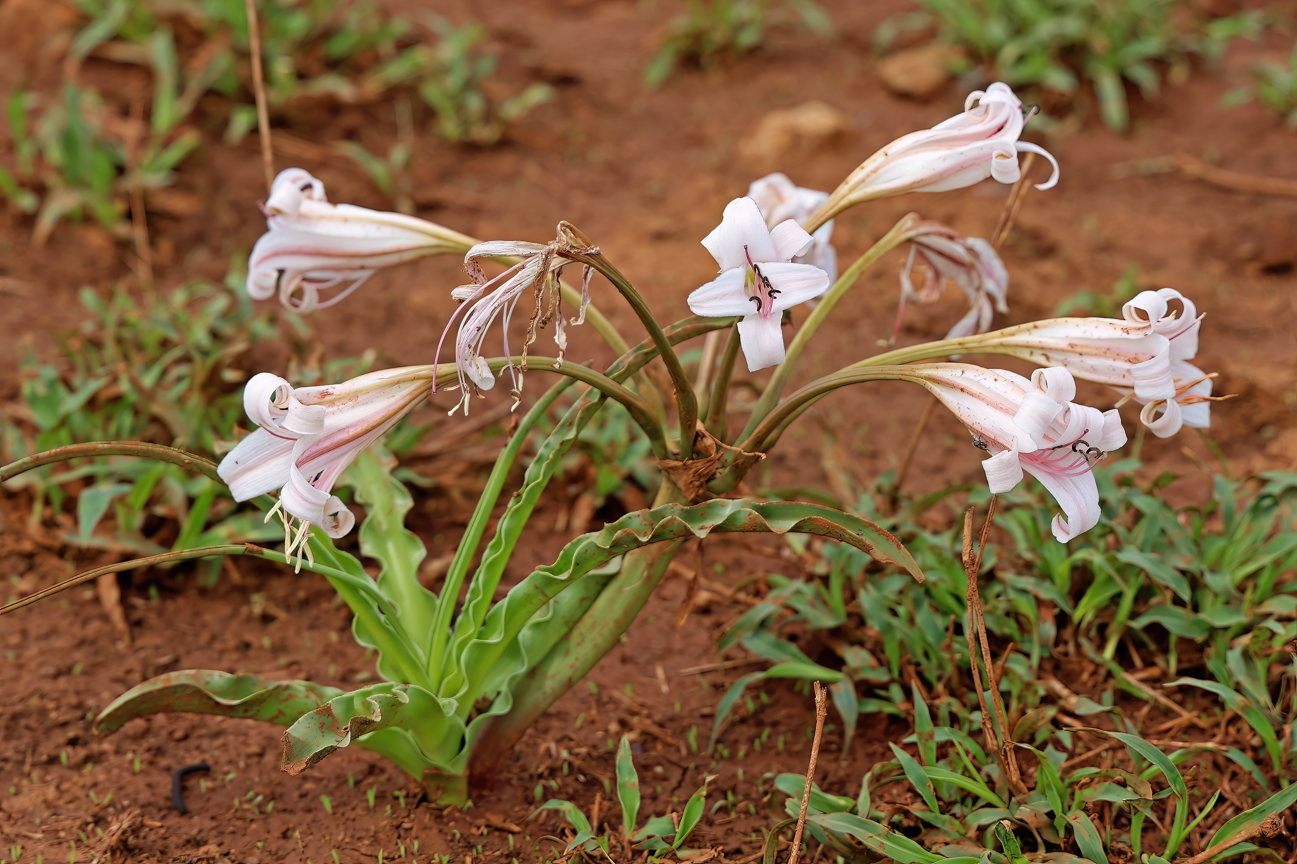 Crinum macowanii flower identification view