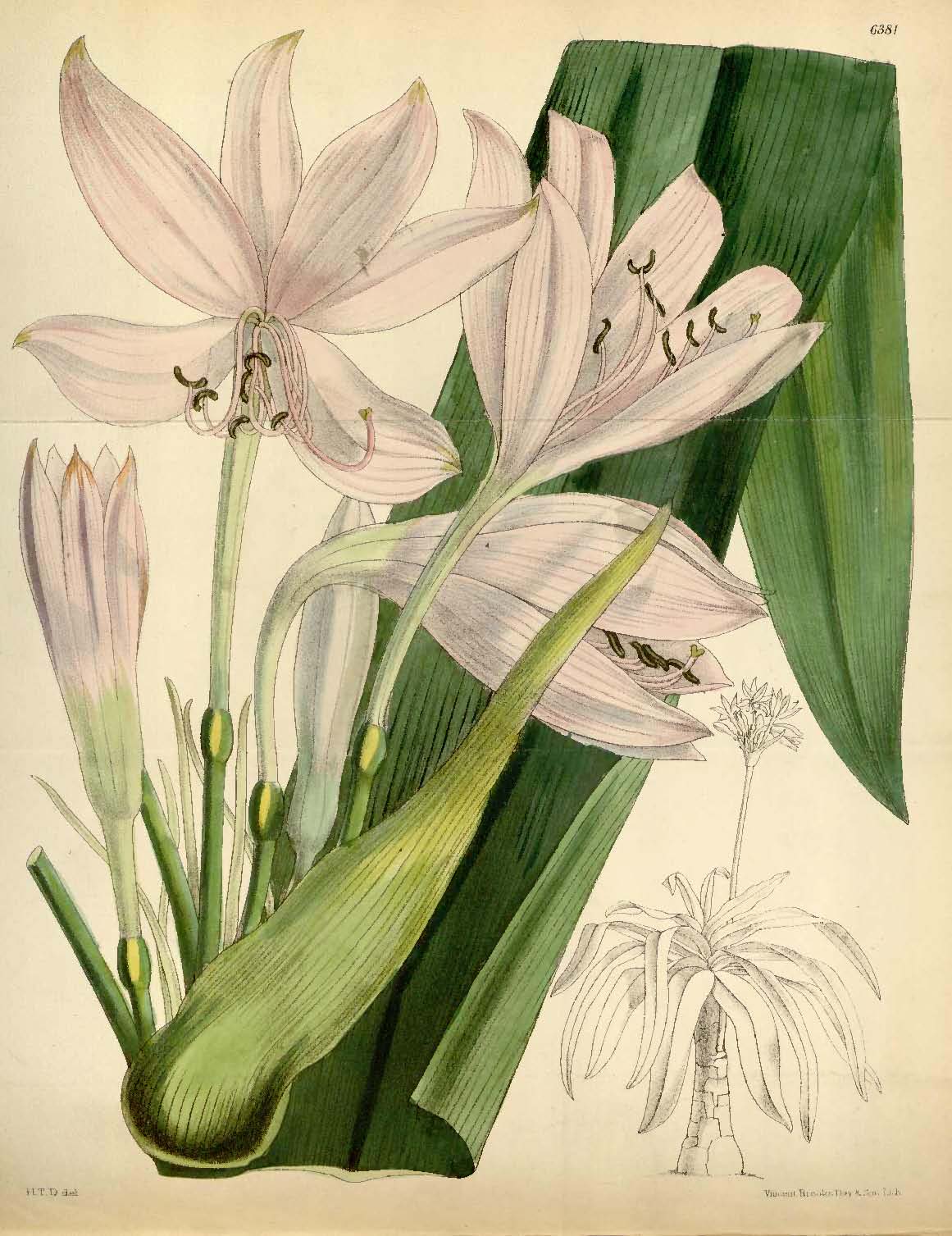 Crinum macowanii leaf identification view