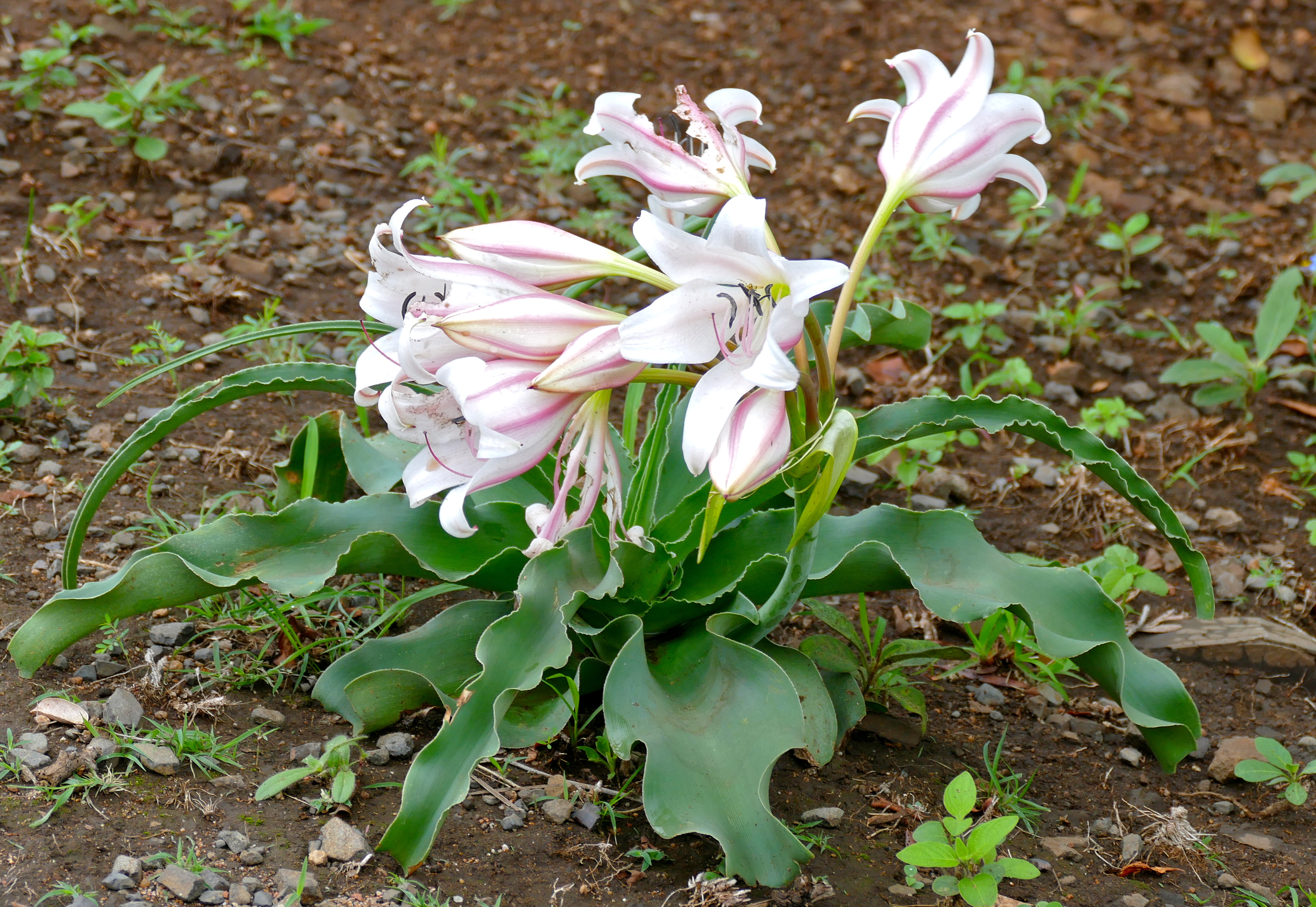 Crinum macowanii stem identification view