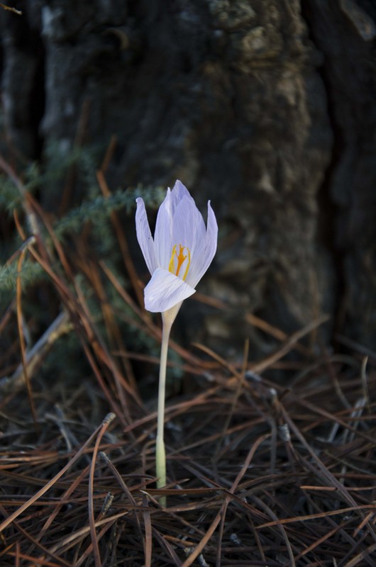 Crocus sativus flower identification view