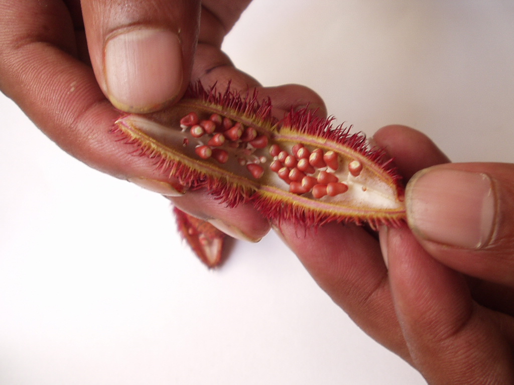 Crocus sativus fruit identification view