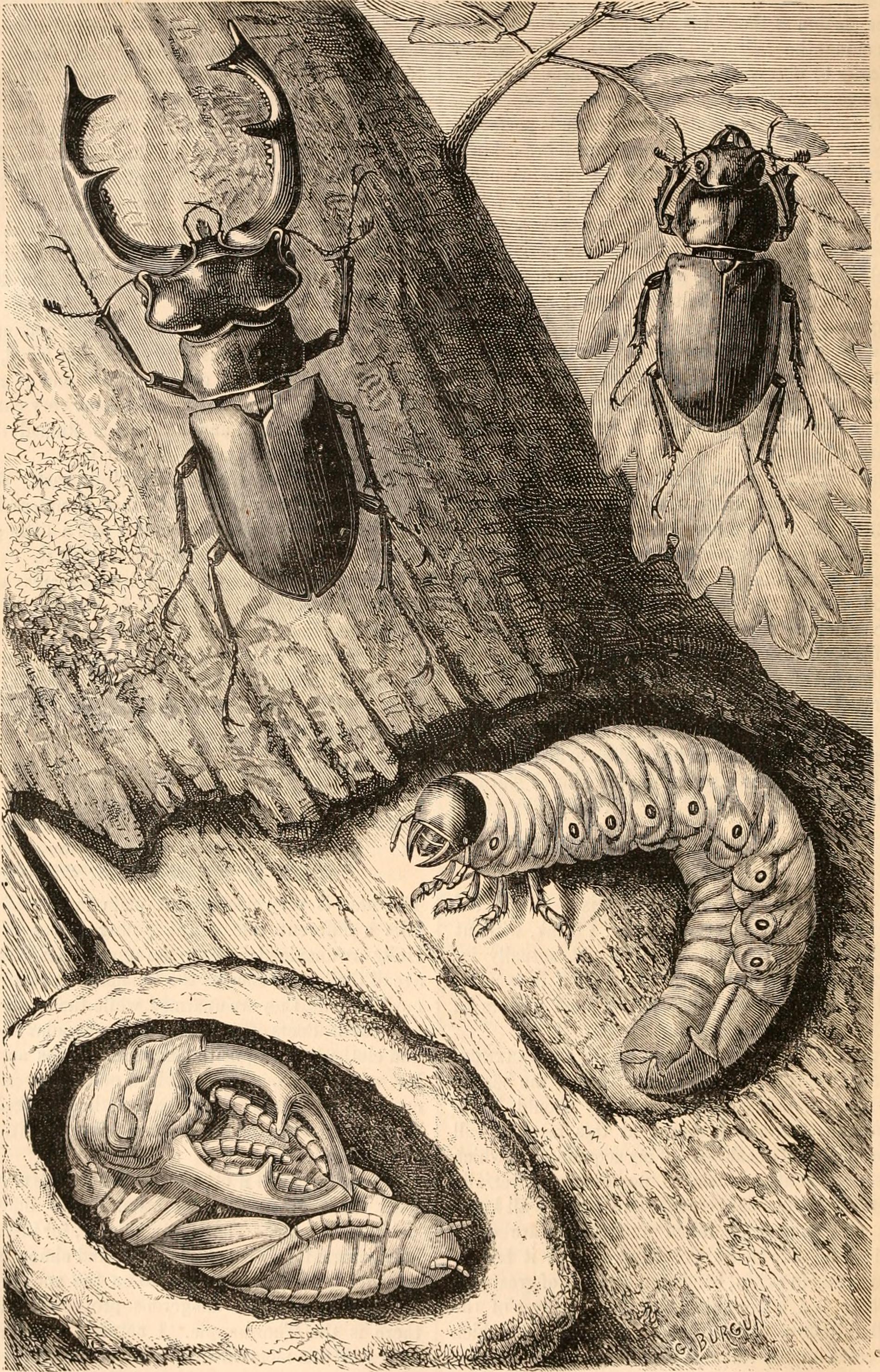 Crocus sativus leaf identification view