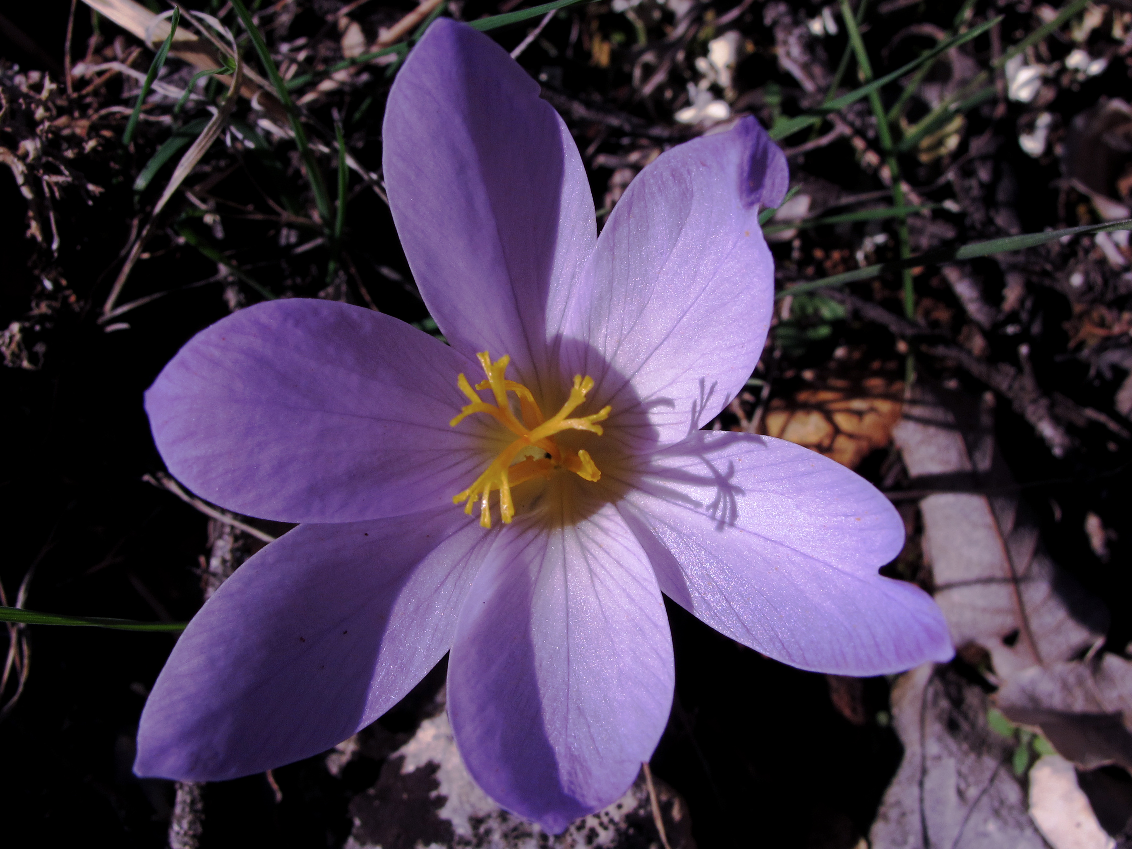 Crocus sativus plant identification view