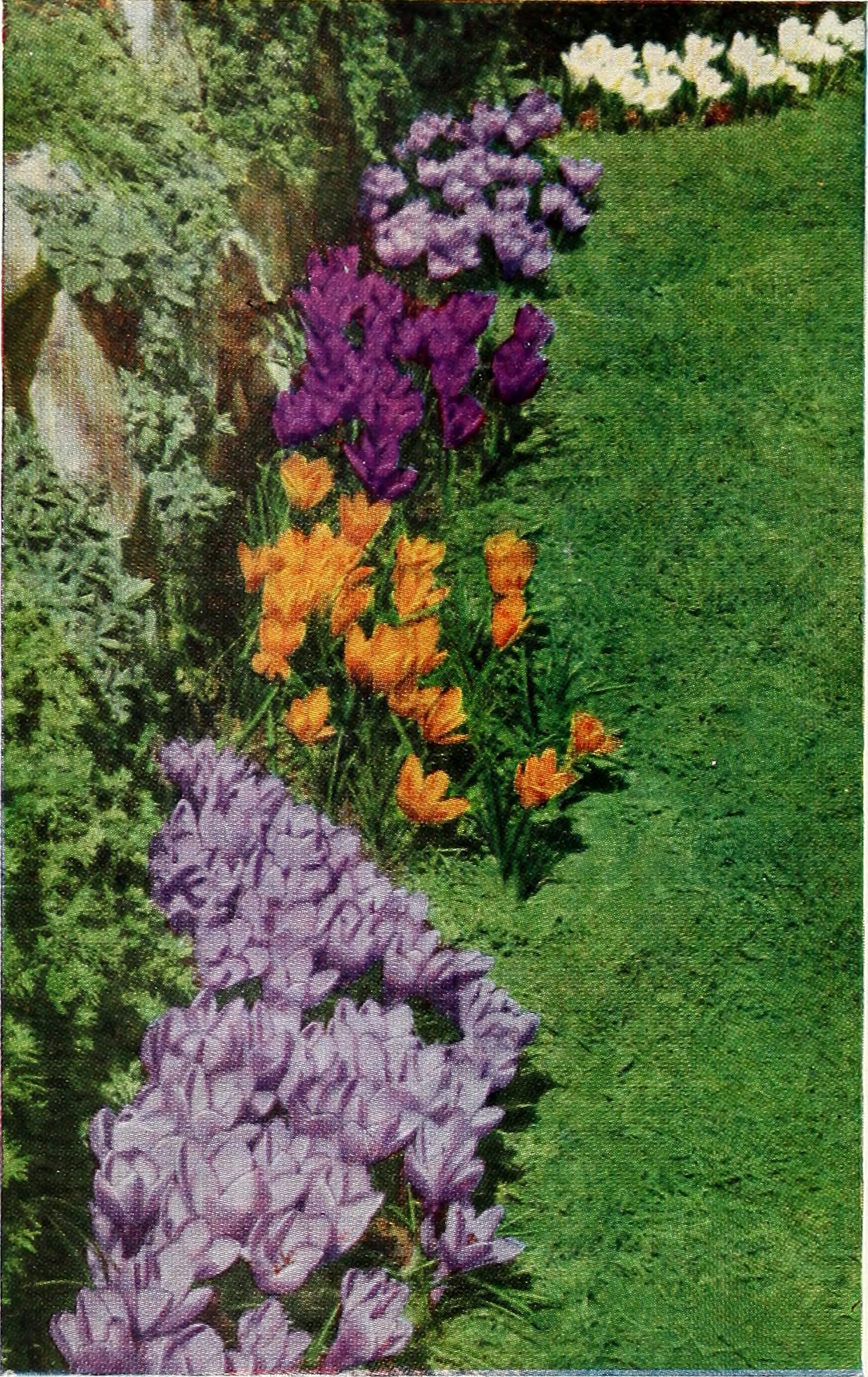 Crocus sativus stem identification view