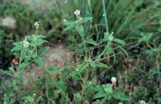 Croton (plant) flower identification view