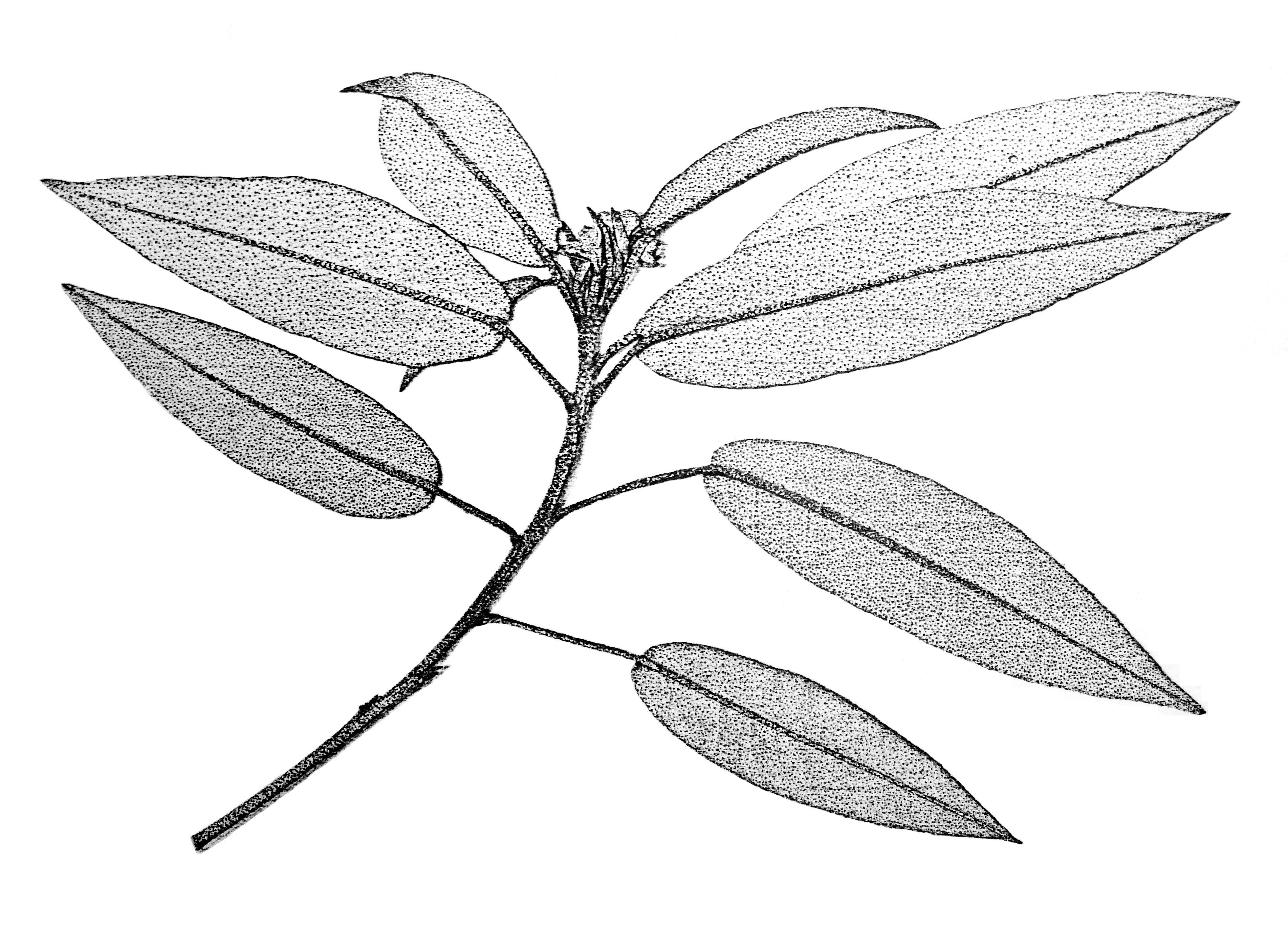 Croton (plant) leaf identification view
