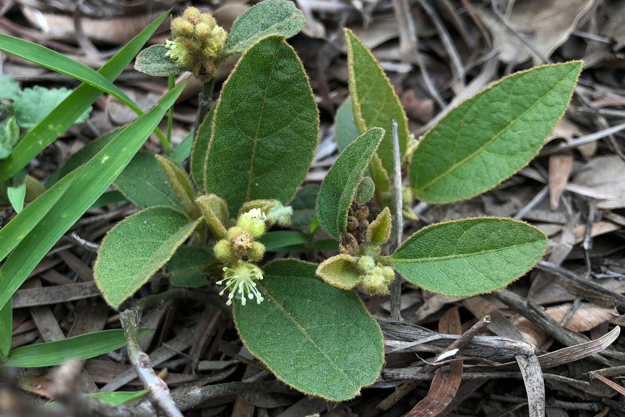 Croton (plant) plant identification view