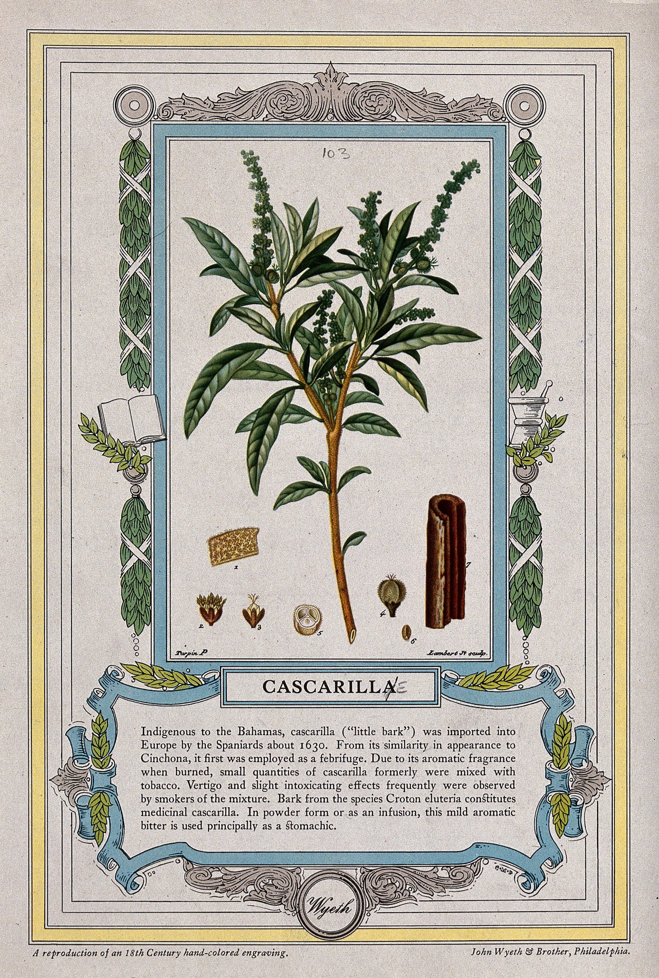 Croton (plant) stem identification view