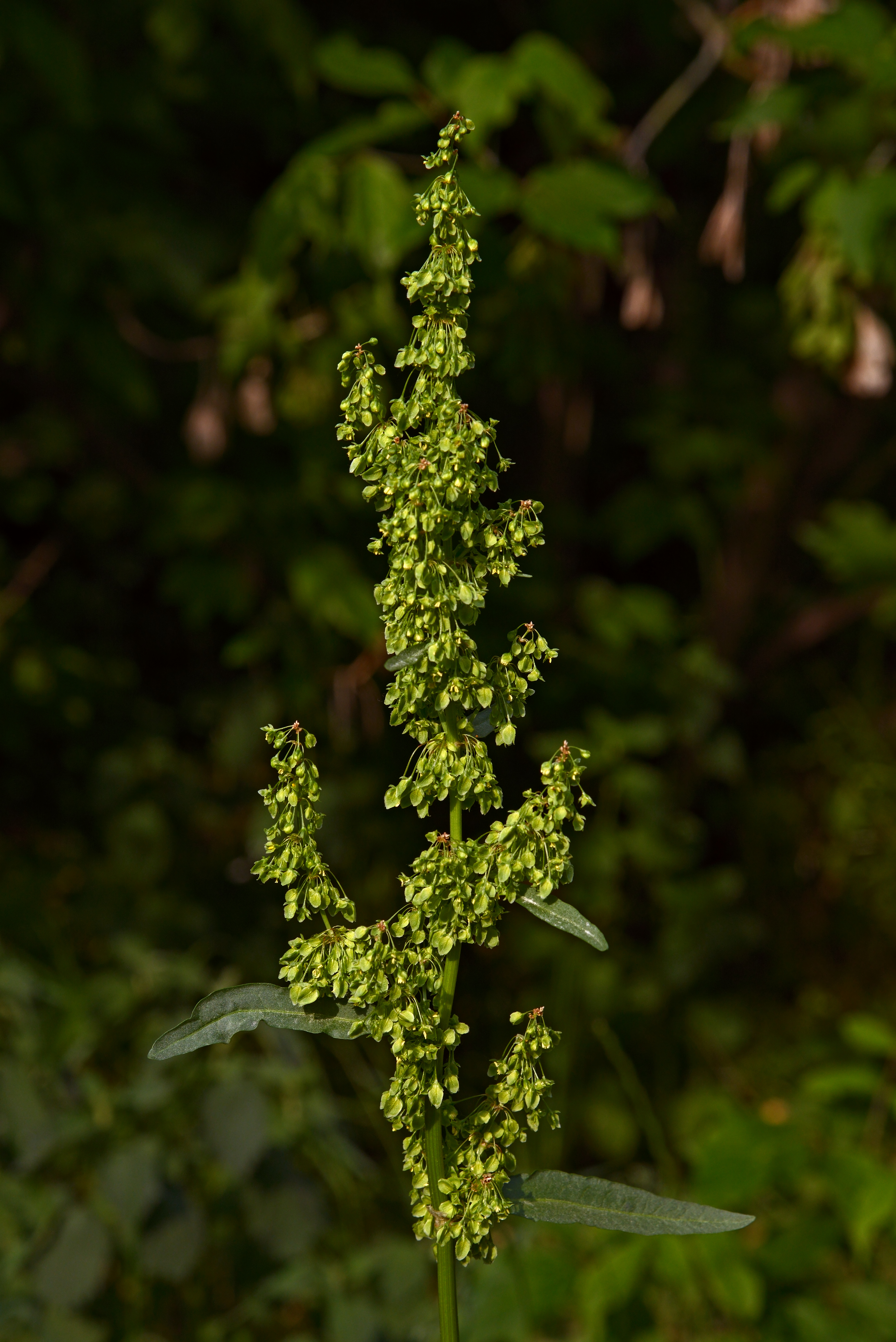 Curly dock or yellow dock flower identification view