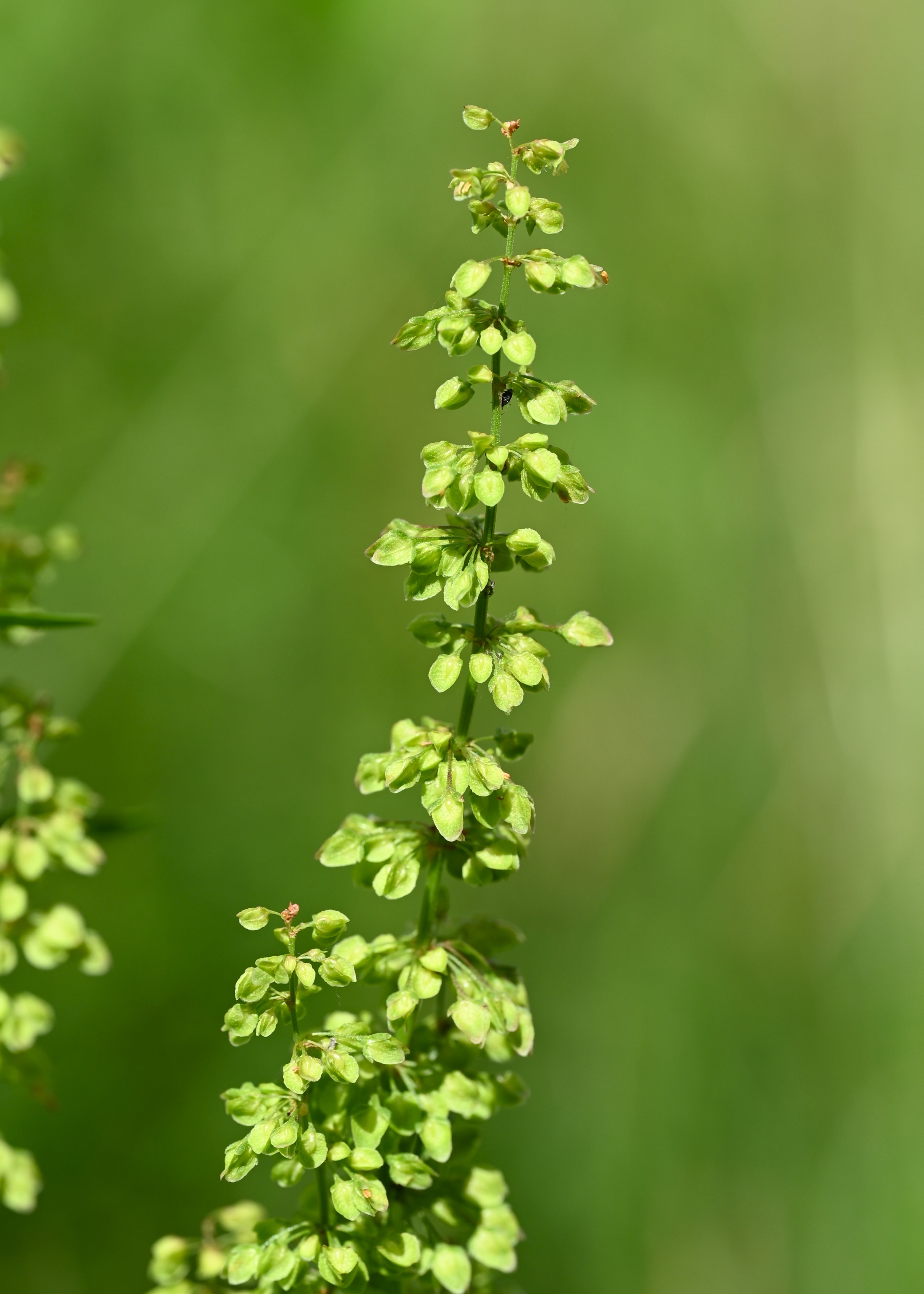Curly dock or yellow dock fruit identification view