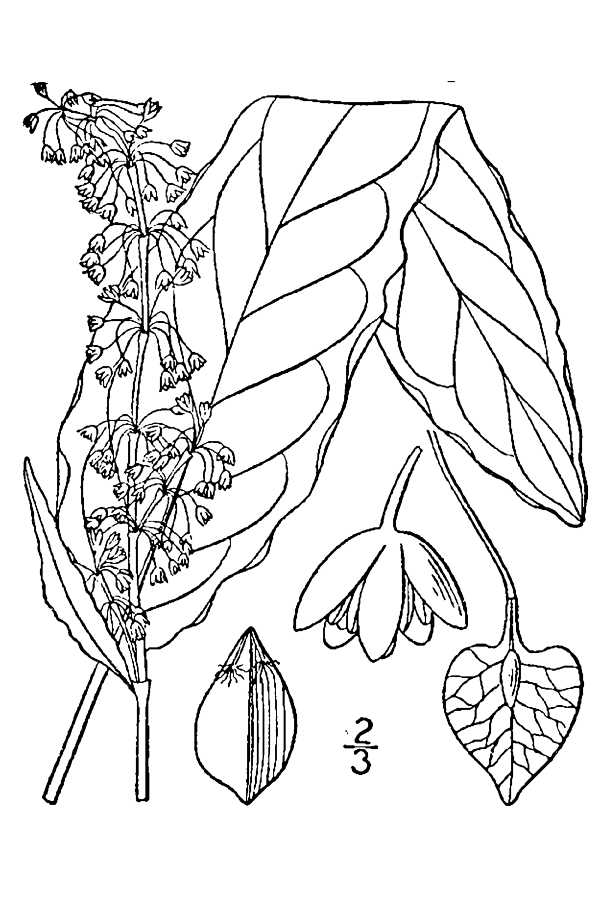 Curly dock or yellow dock plant identification view