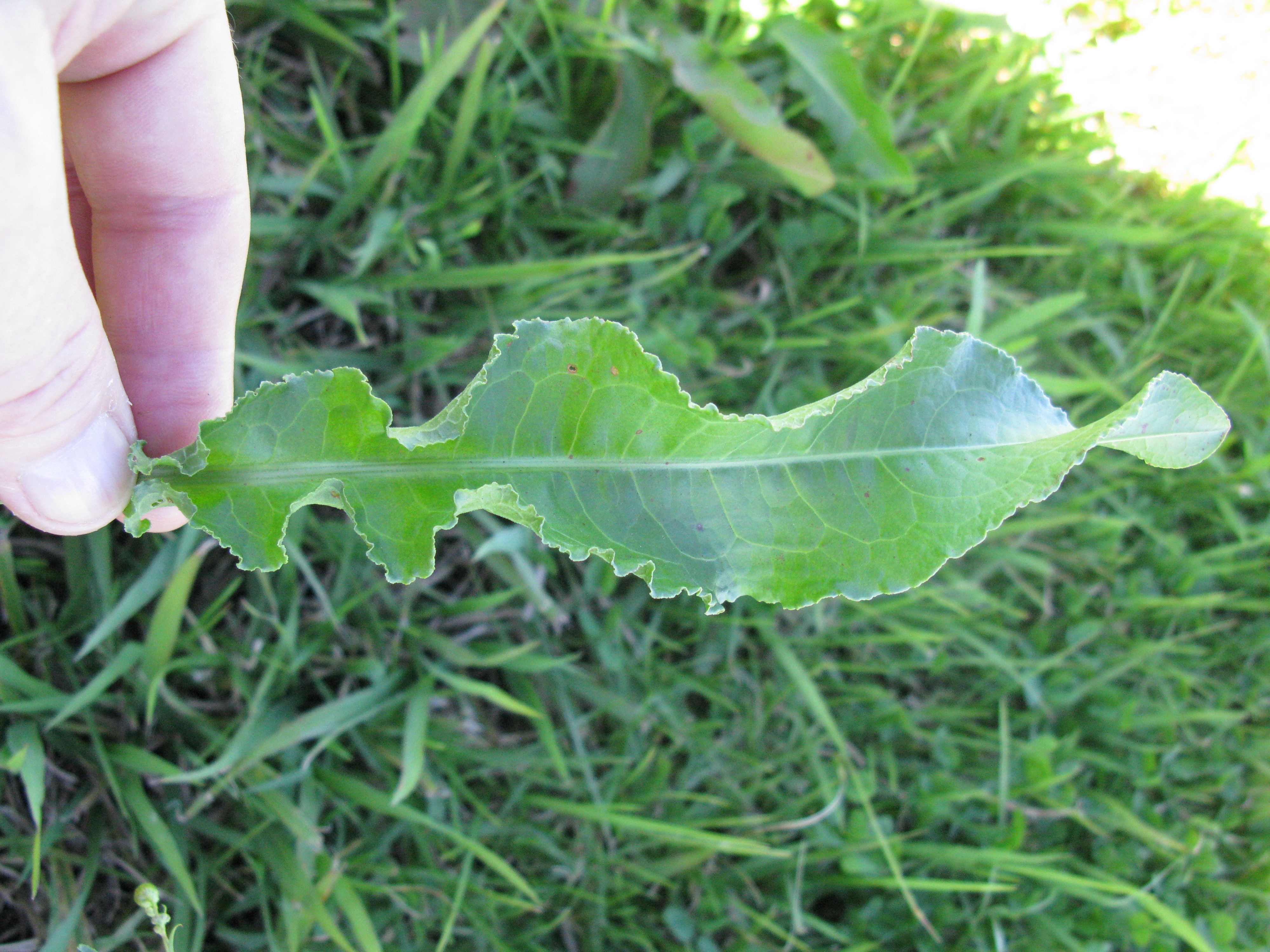 Curly dock or yellow dock stem identification view