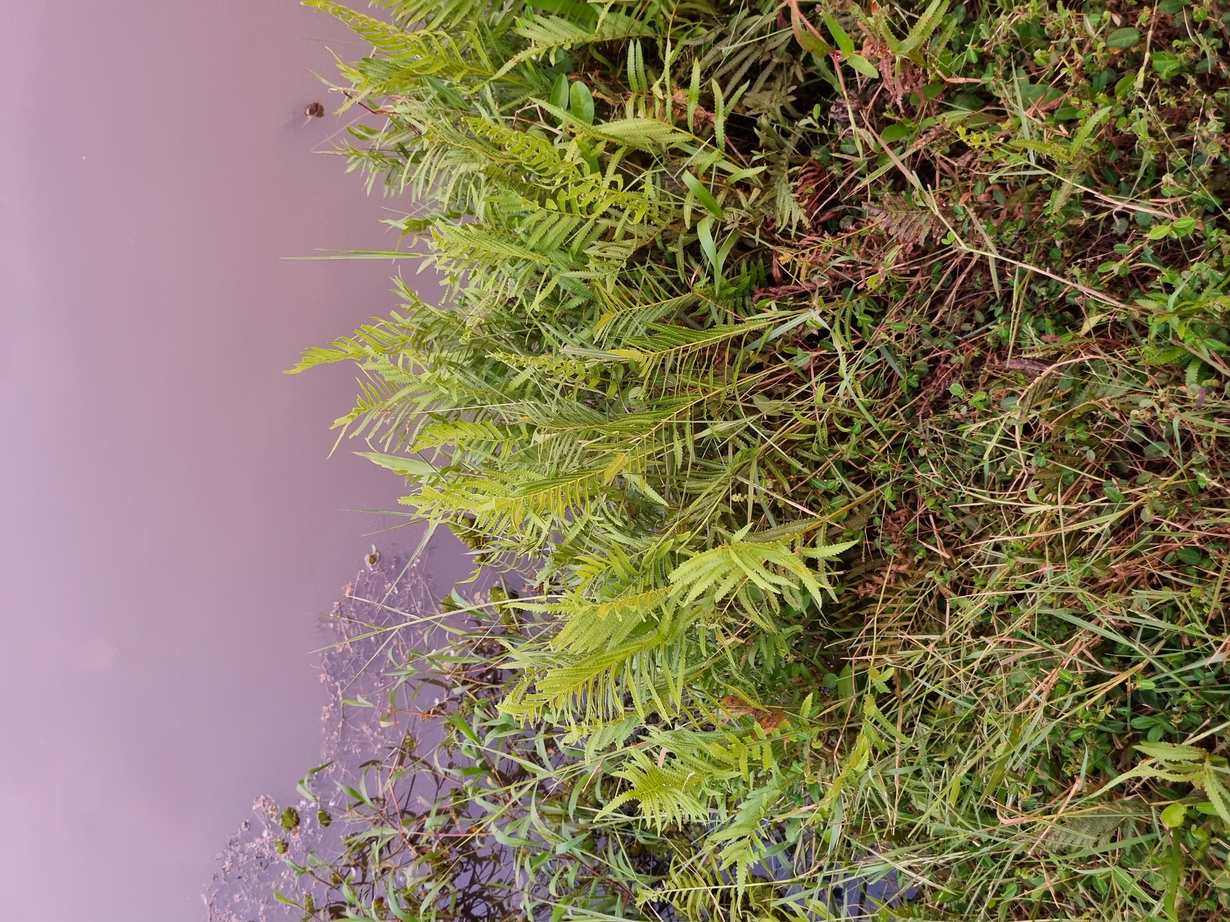 Cyclosorus interruptus leaf identification view