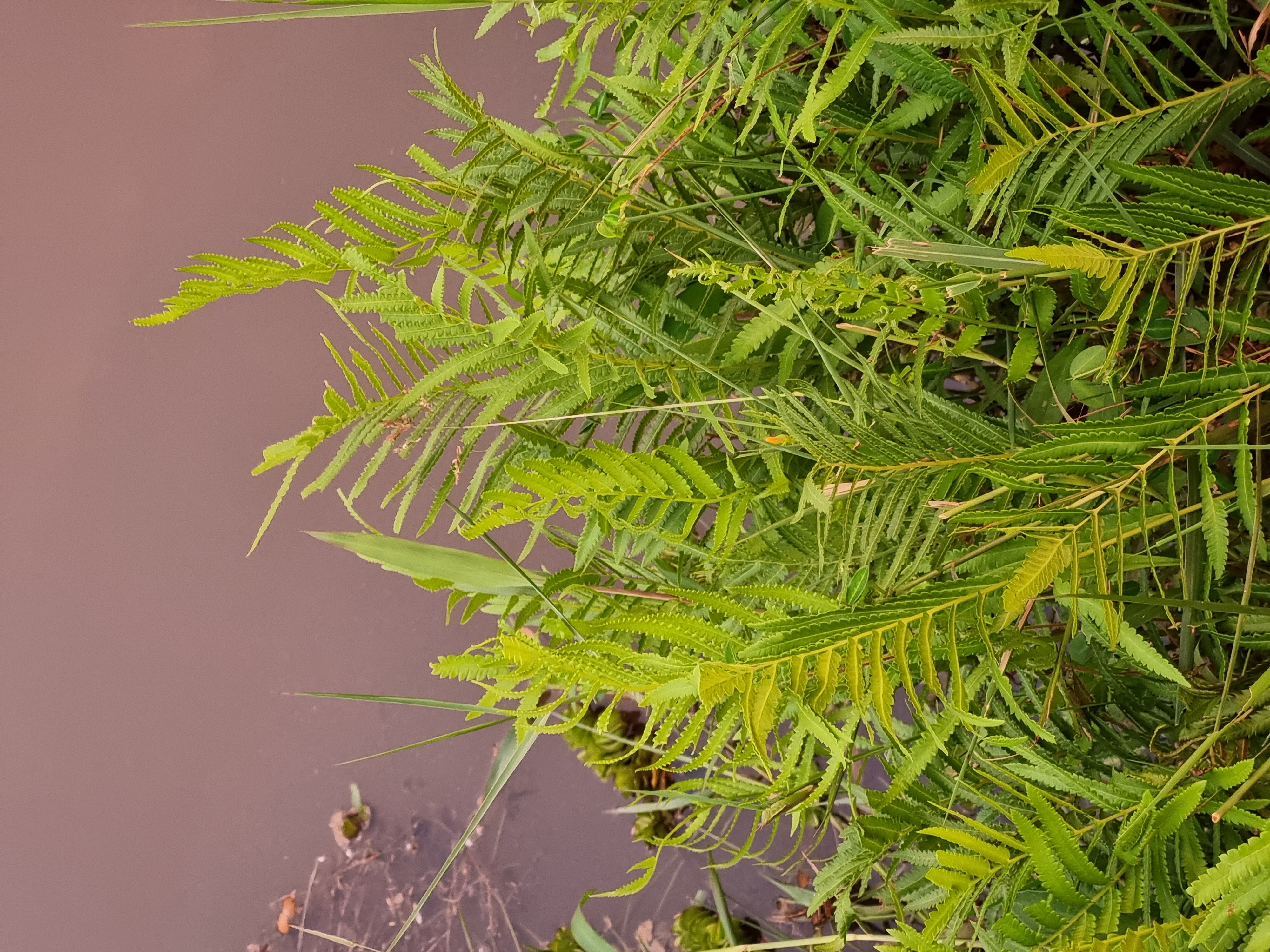 Cyclosorus interruptus stem identification view