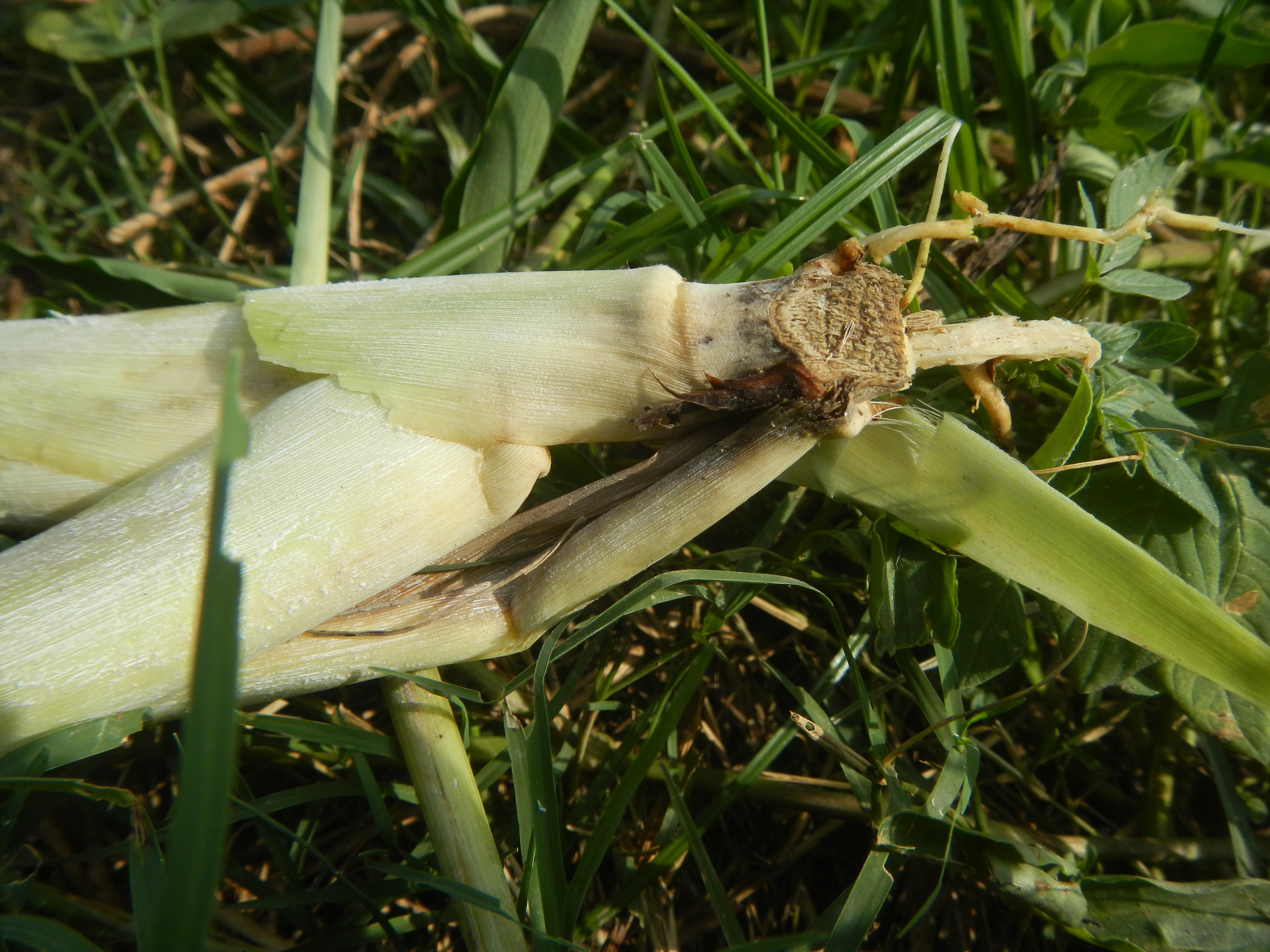 Cymbopogon fruit identification view