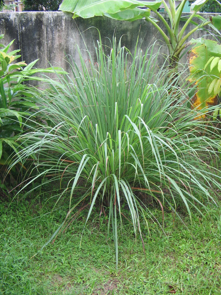 Cymbopogon plant identification view