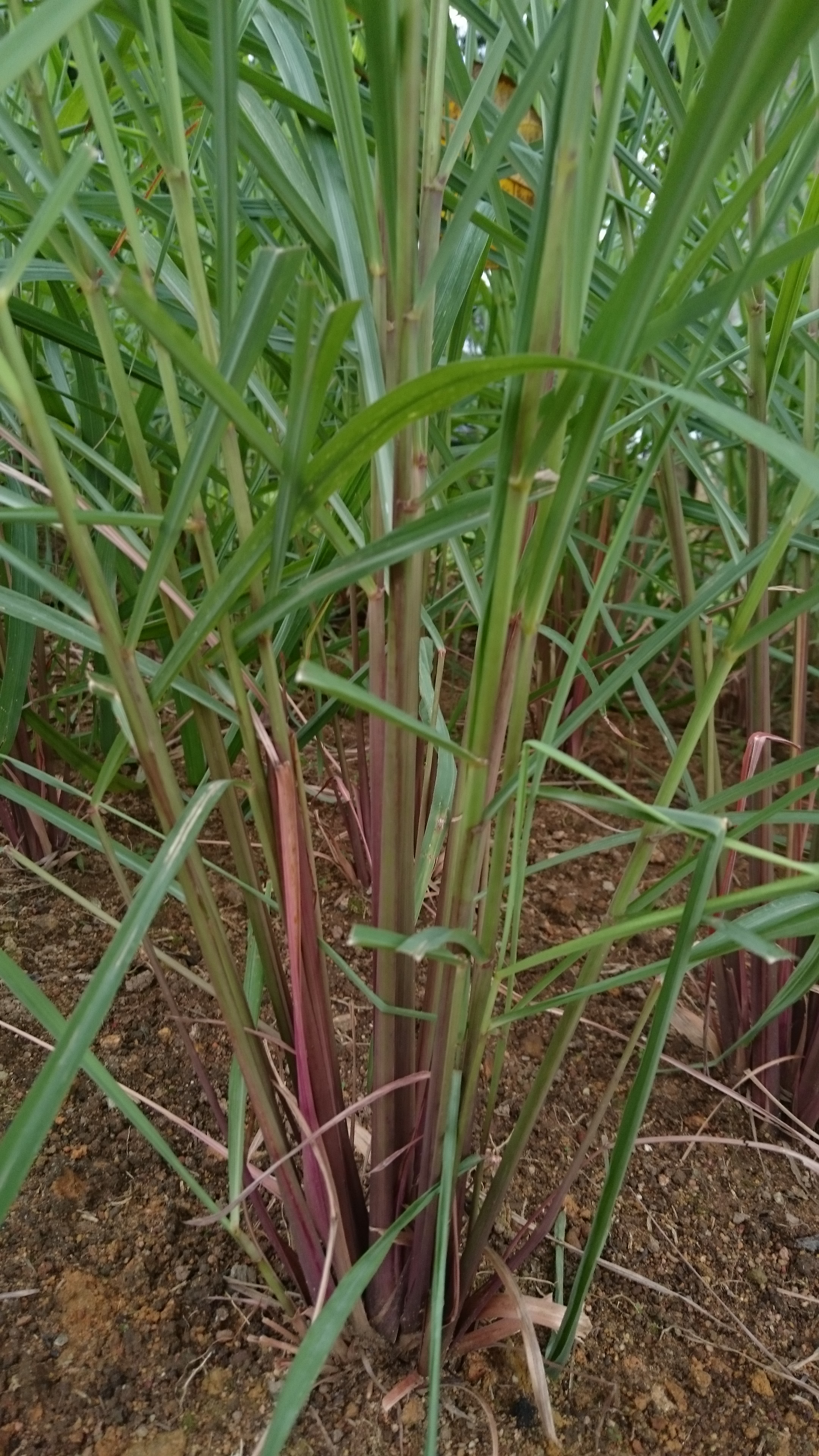 Cymbopogon stem identification view