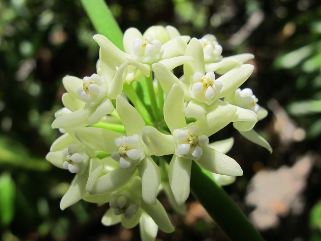 Cynanchum viminale flower identification view