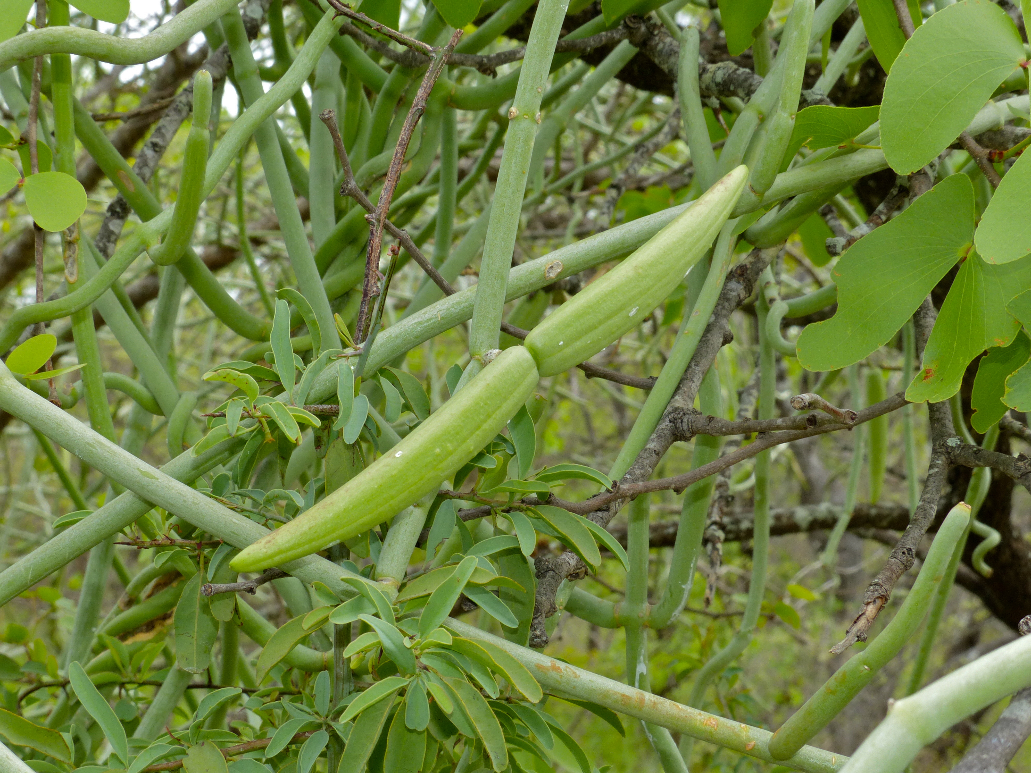Cynanchum viminale fruit identification view