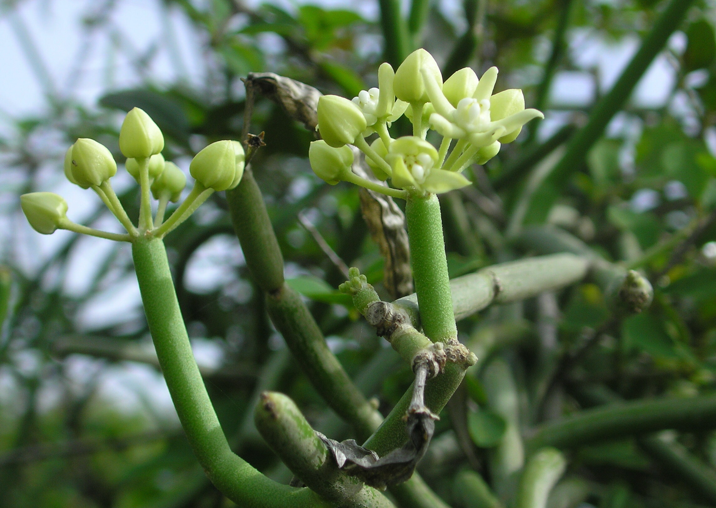 Cynanchum viminale leaf identification view