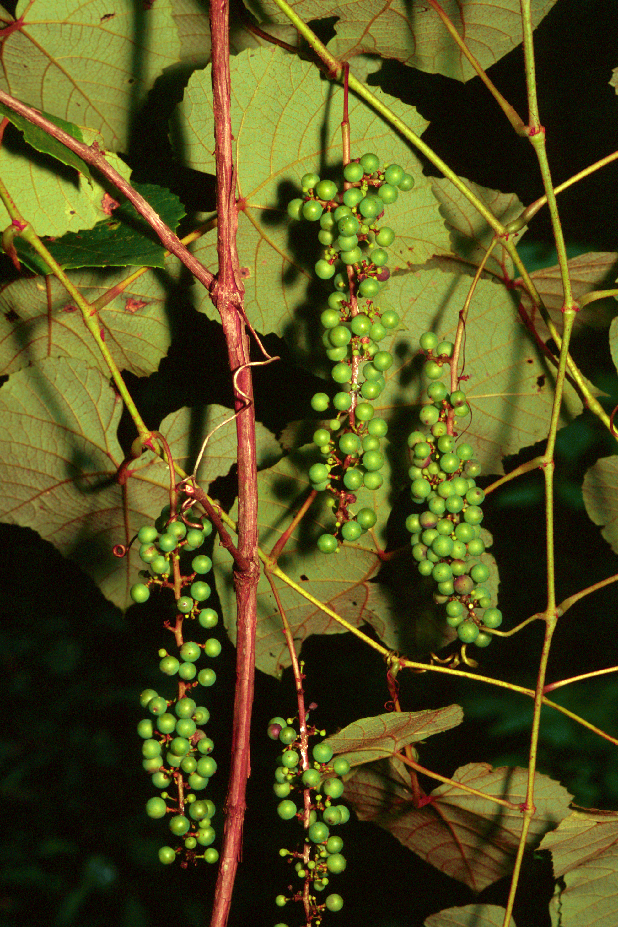 Cynthiana Grape fruit identification view