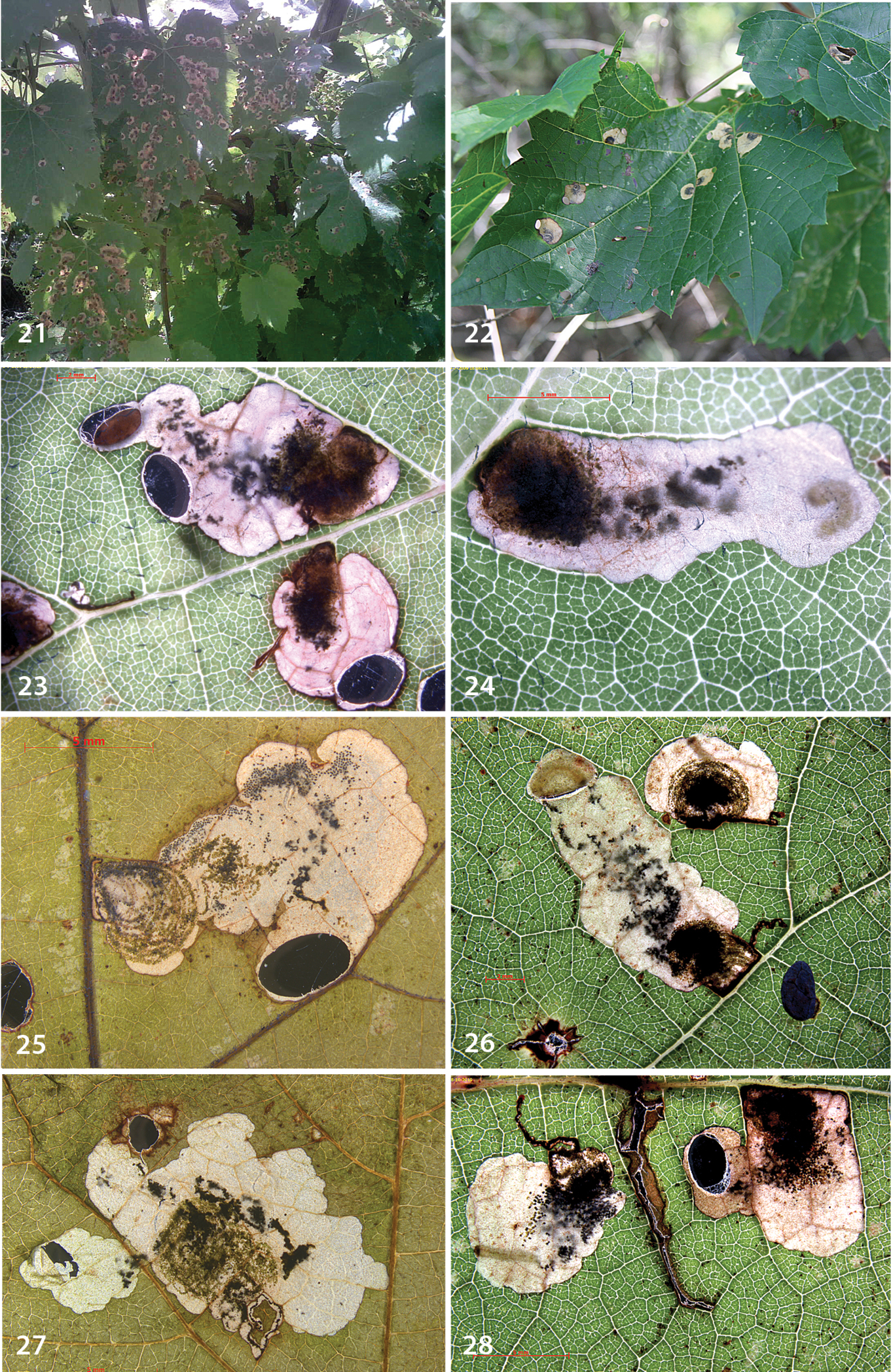 Cynthiana Grape leaf identification view