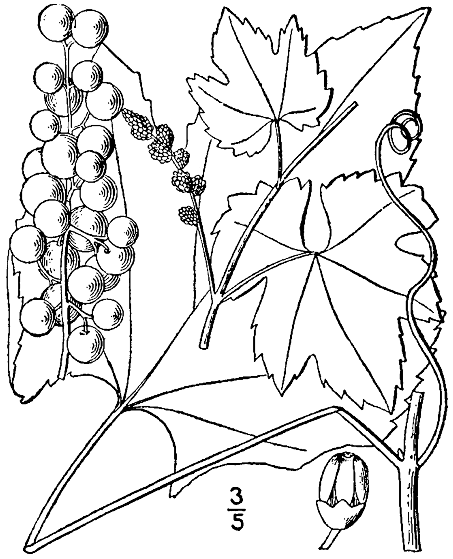 Cynthiana Grape plant identification view