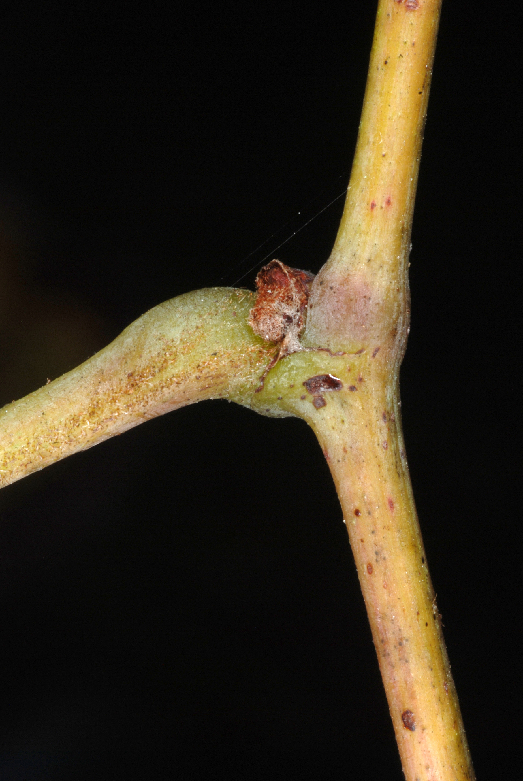 Cynthiana Grape stem identification view