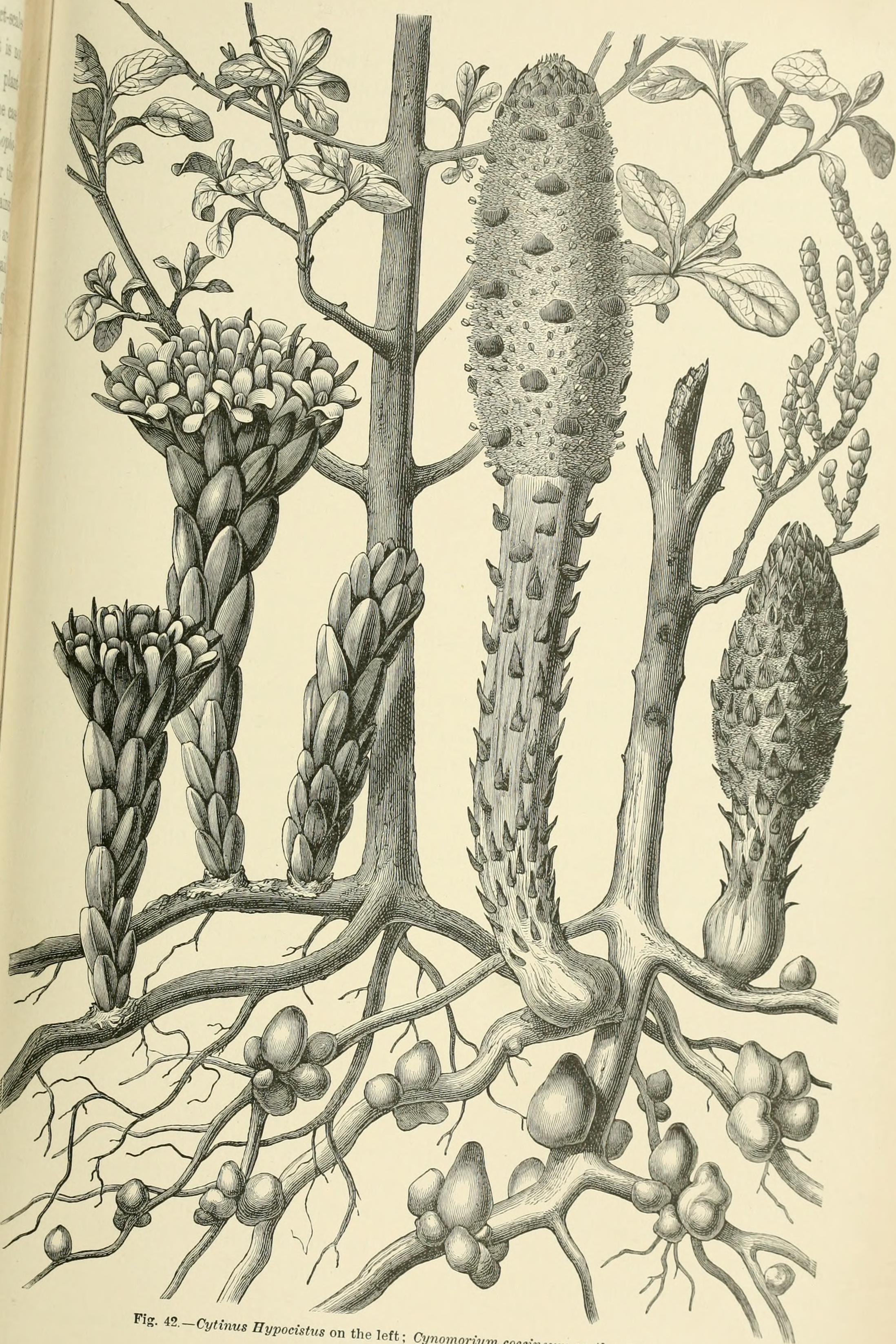 Cytinus fruit identification view