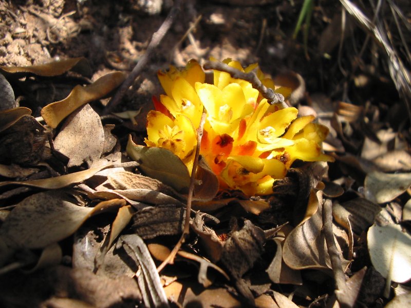 Cytinus leaf identification view