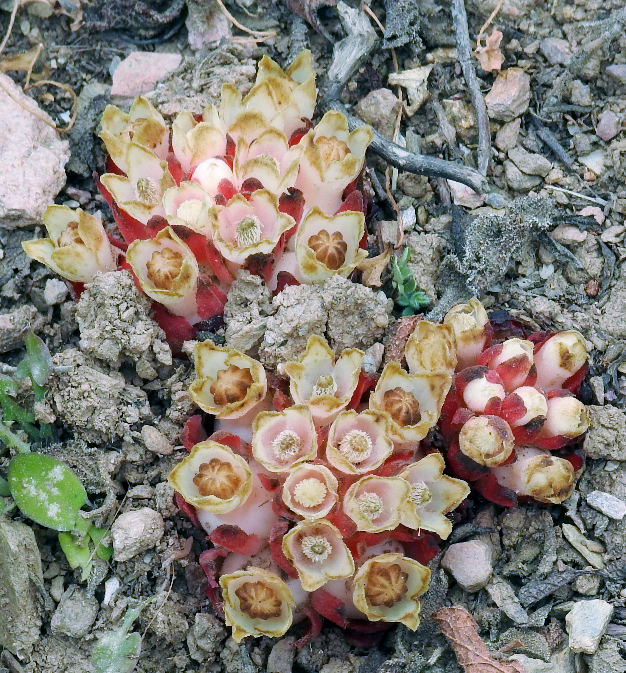 Cytinus plant identification view